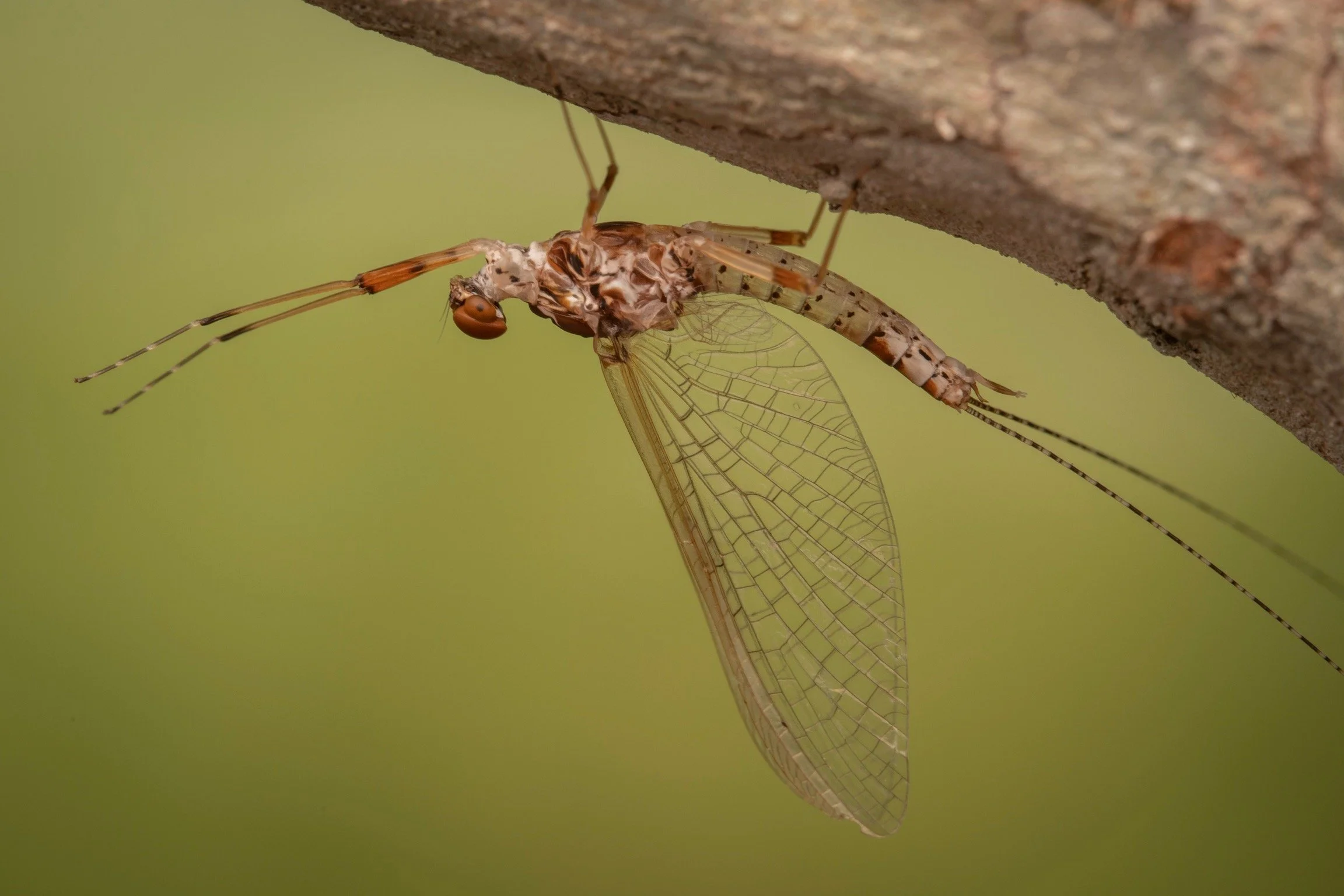 Leptophlebiidae - 56.jpeg