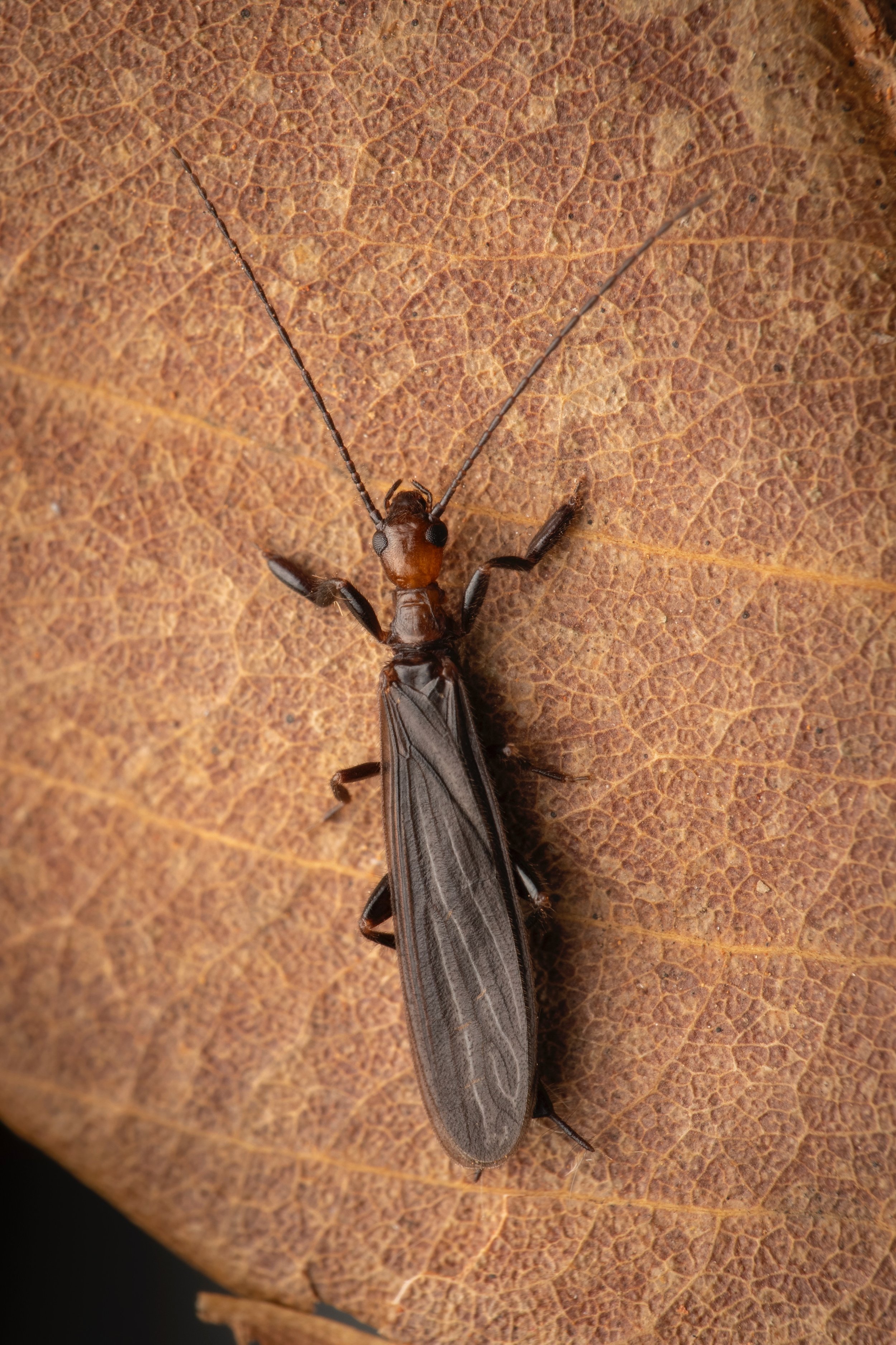 Embioptera - 09 - 3.jpeg