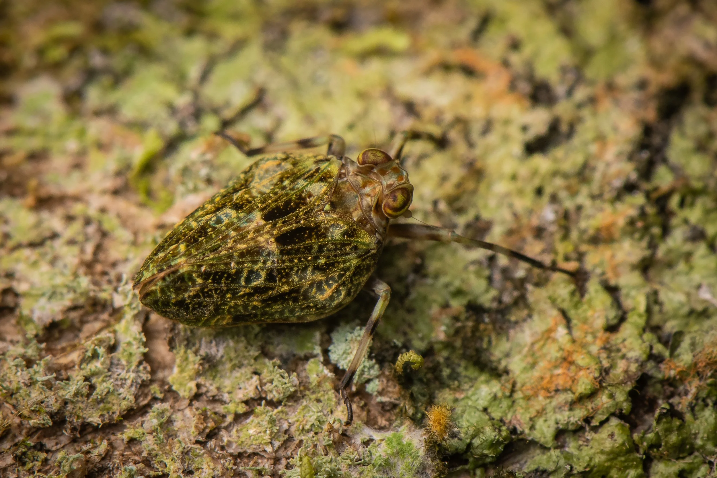 Hemiptera - 4.jpg