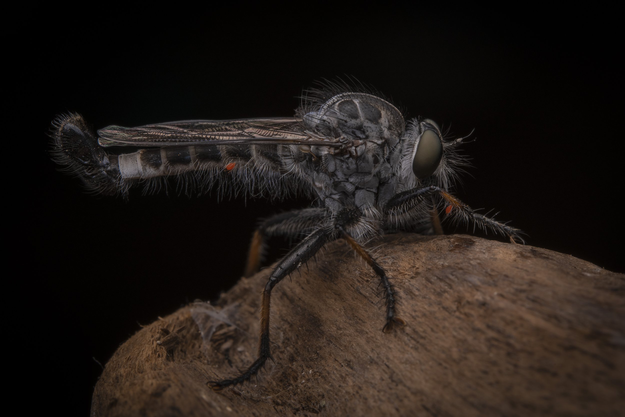 Diptera - 16.jpg