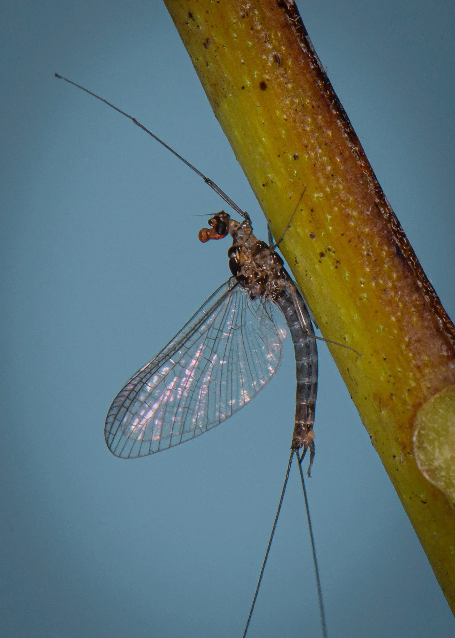 Leptophlebiidae - 6.jpeg