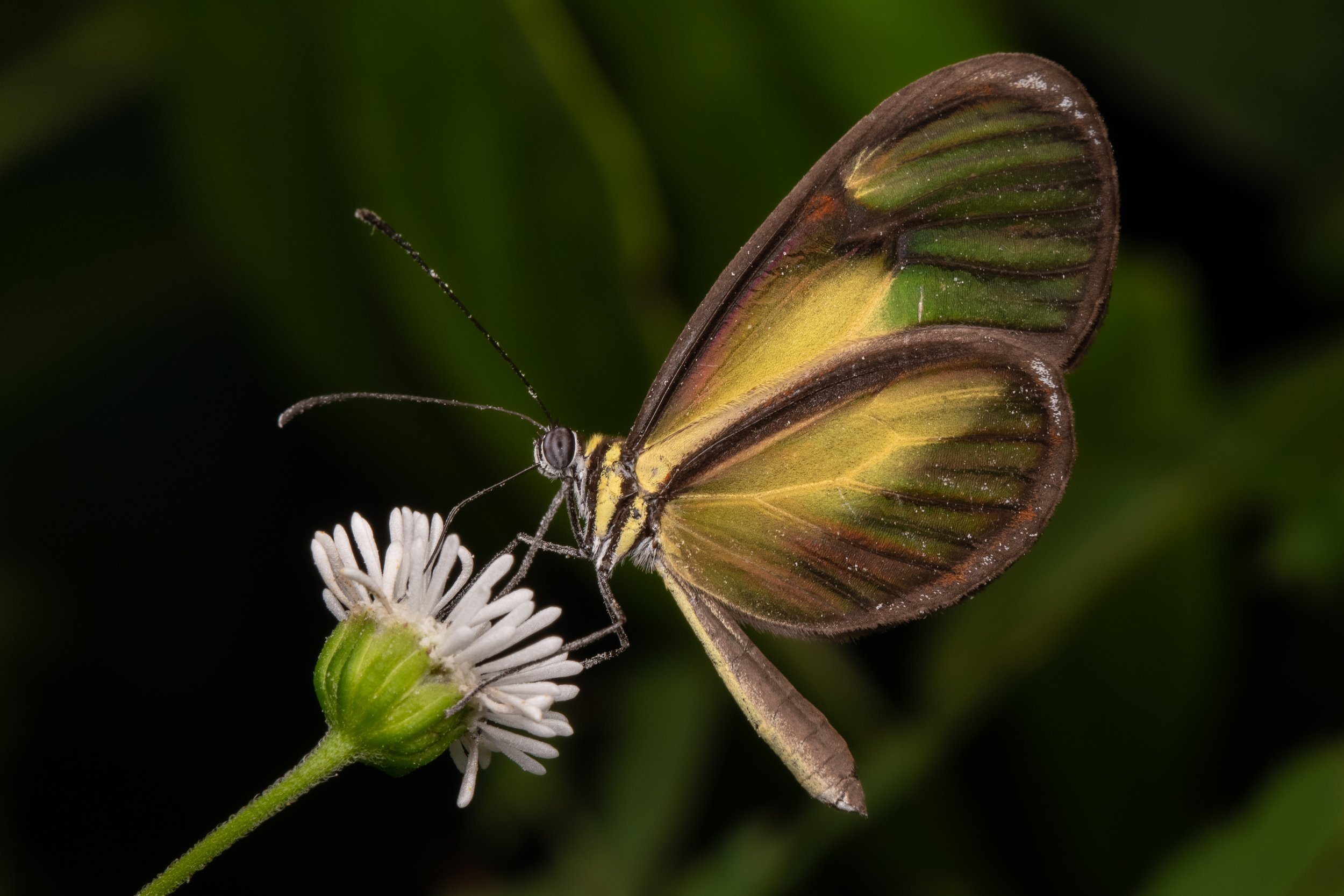 Lepidoptera - 21.jpg