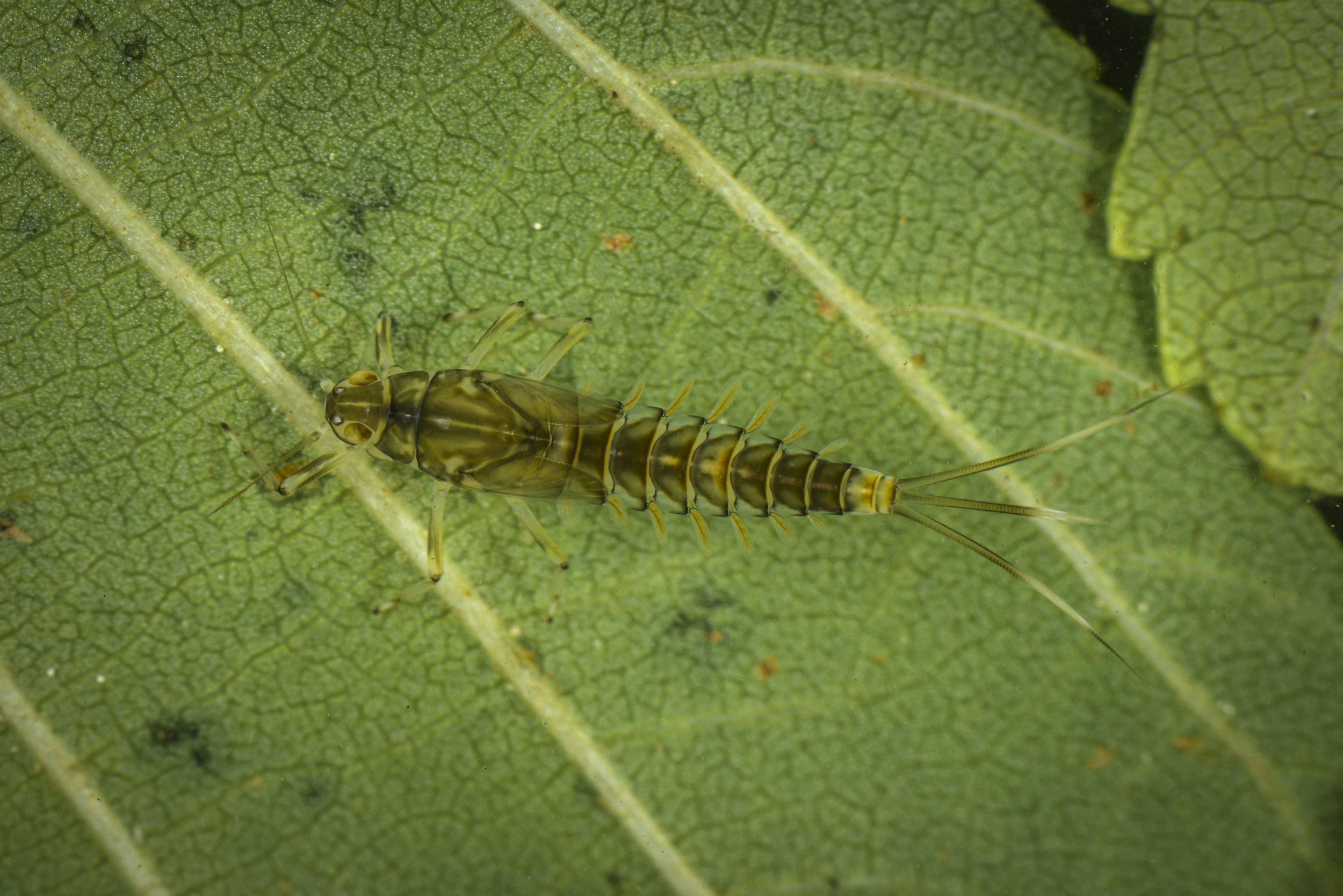 Ephemeroptera - 15.jpg