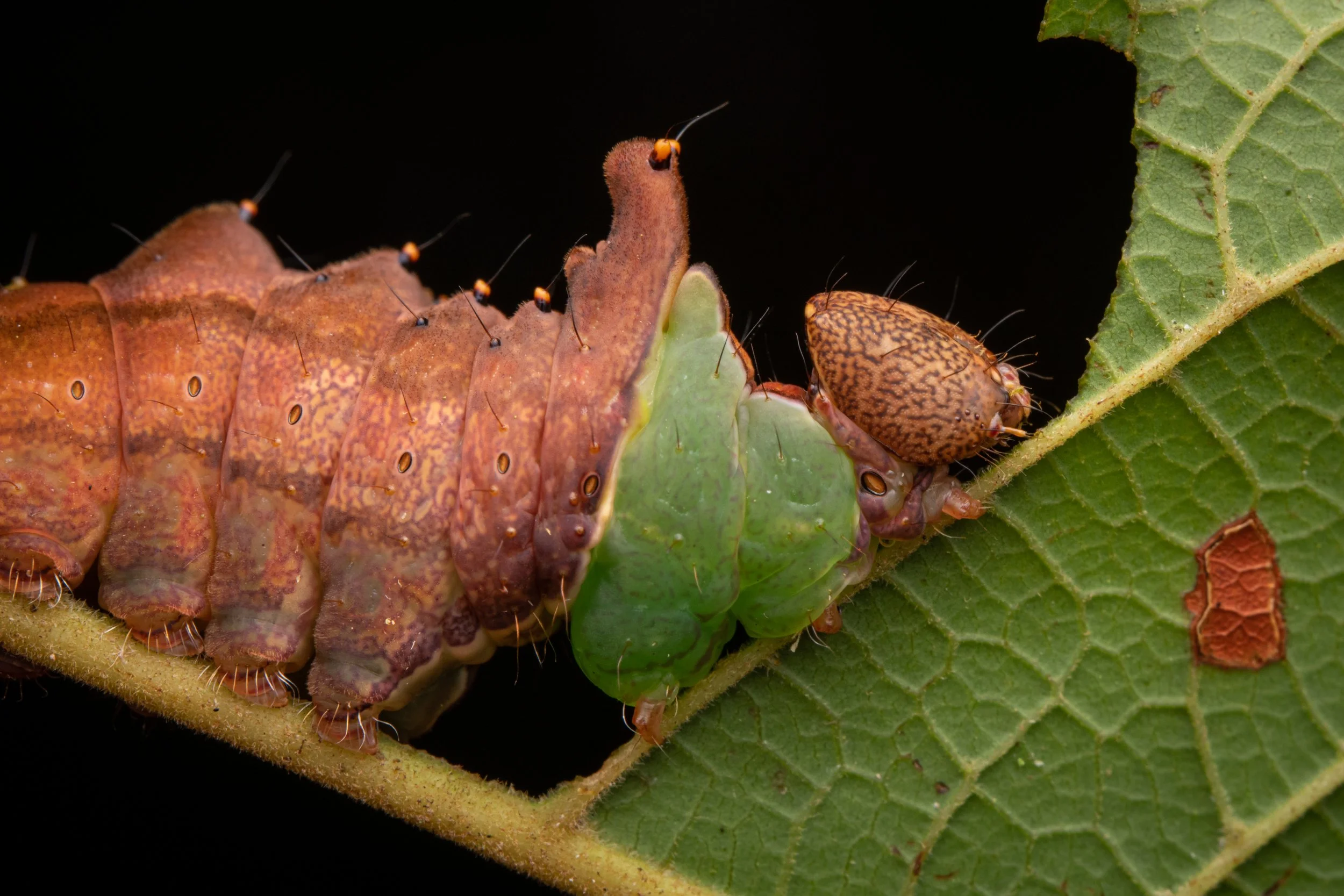 Lepidoptera - 18.jpg