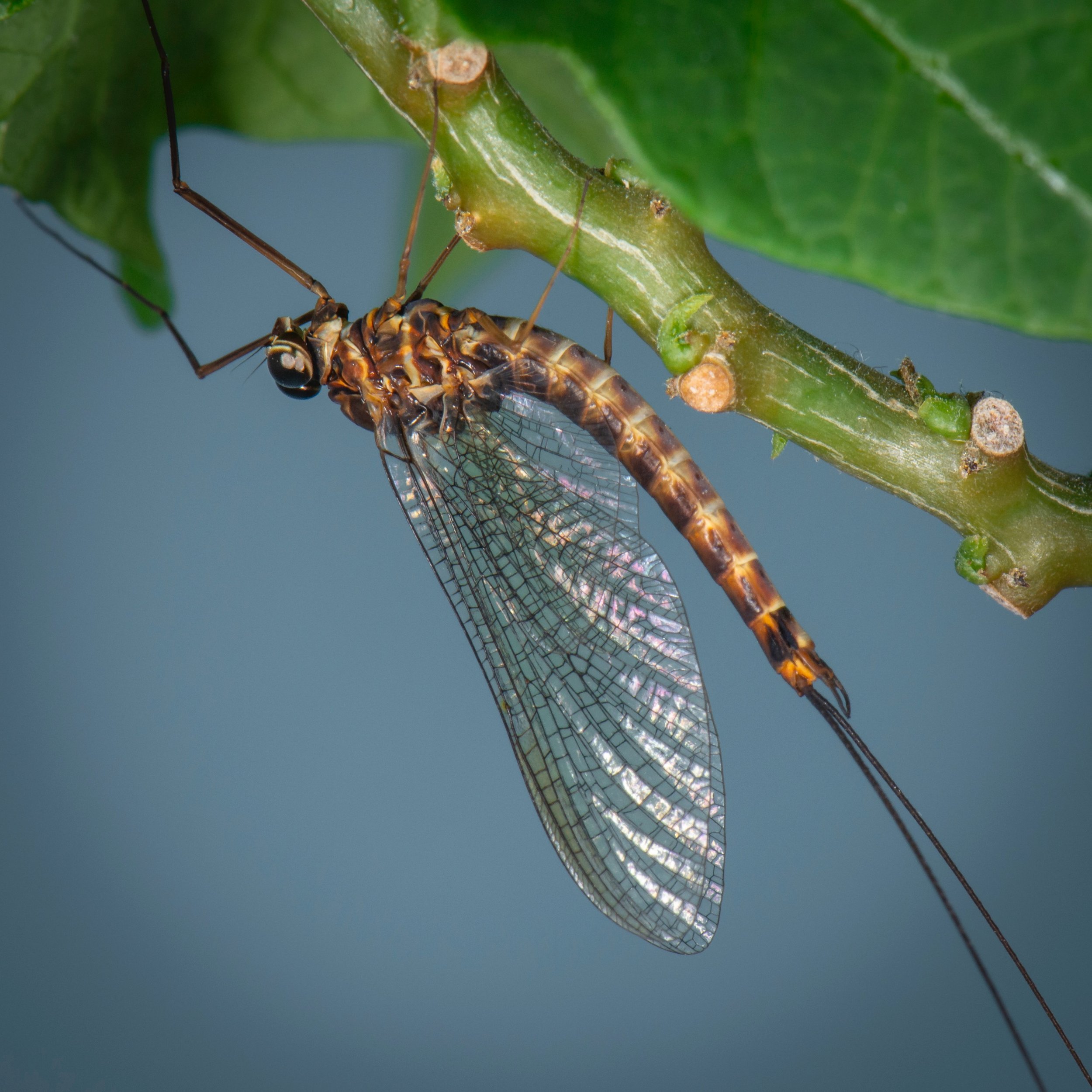 Siphlonuridae - 6.jpeg