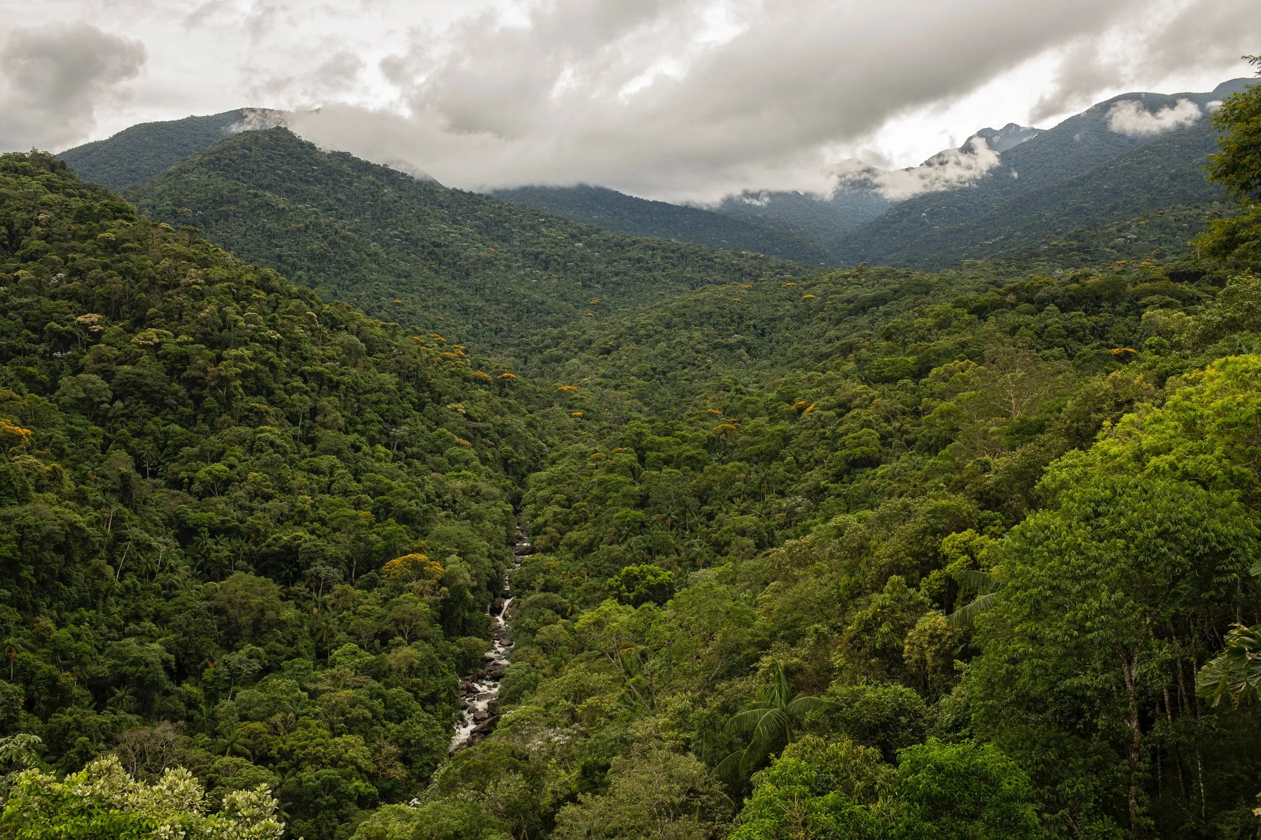 Lush green tropical rainforest in a mountainous region with a small river flowing through the dense canopy, under cloudy skies.