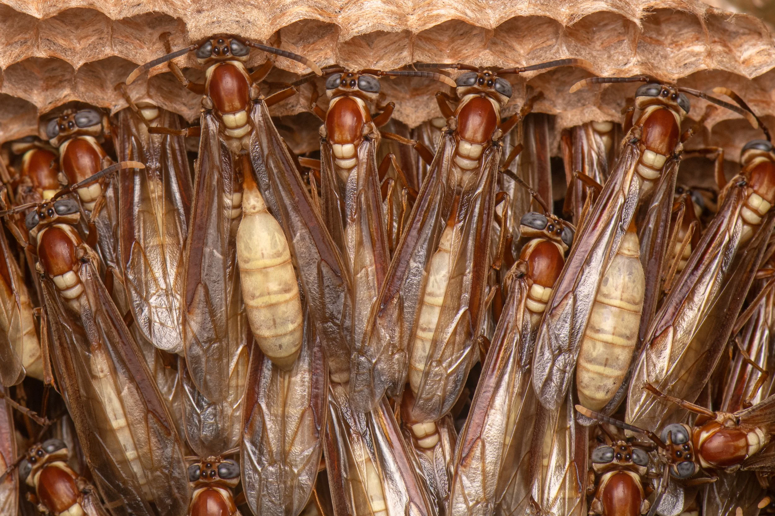 Hymenoptera - 78.jpg