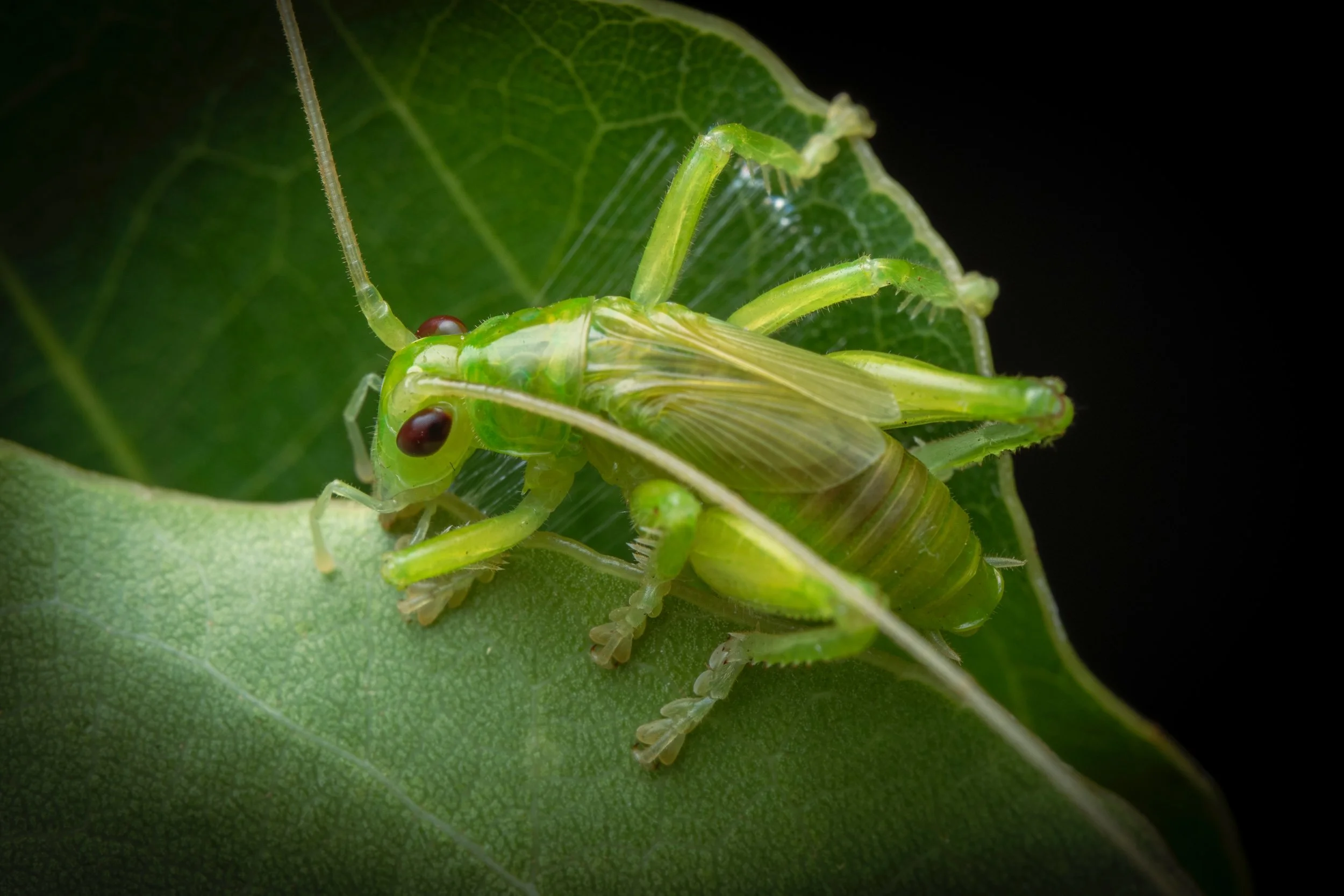 Orthoptera - 3 (1).jpeg