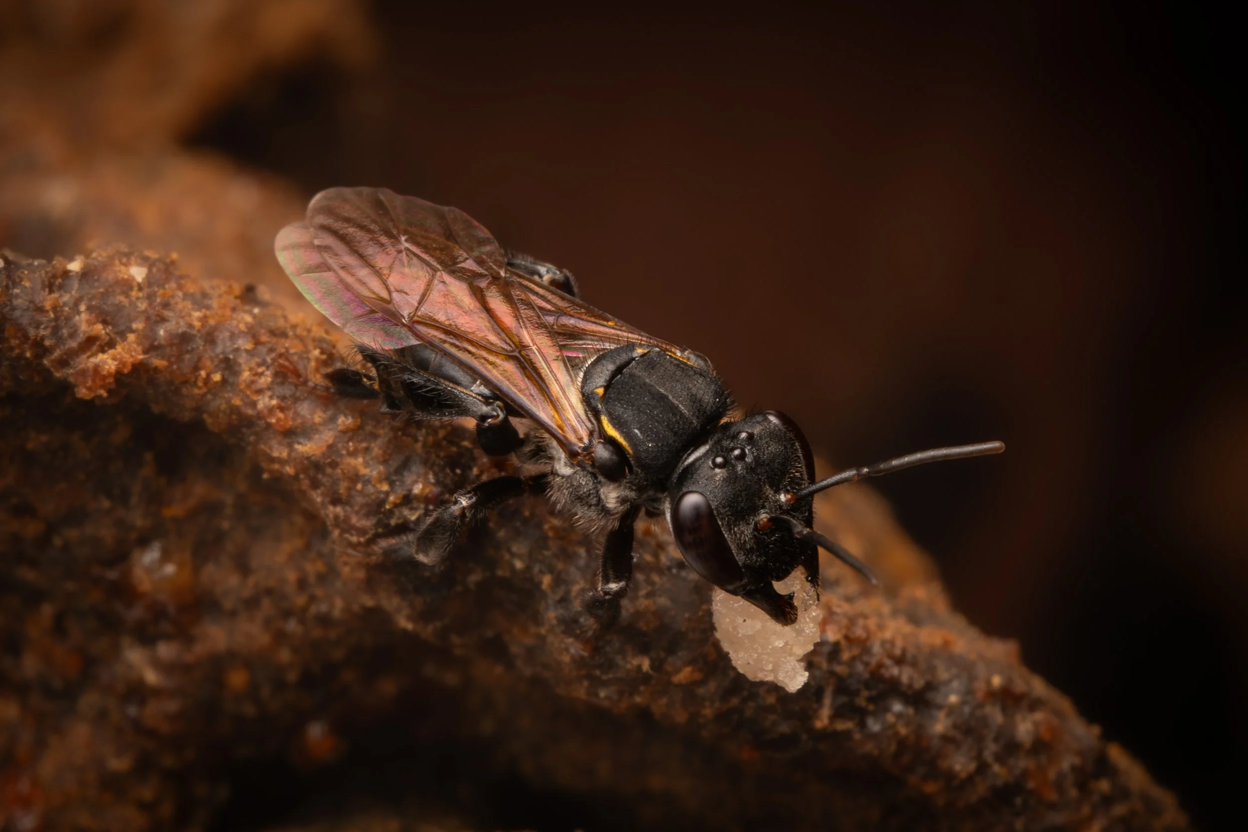 Hymenoptera - 18.jpg