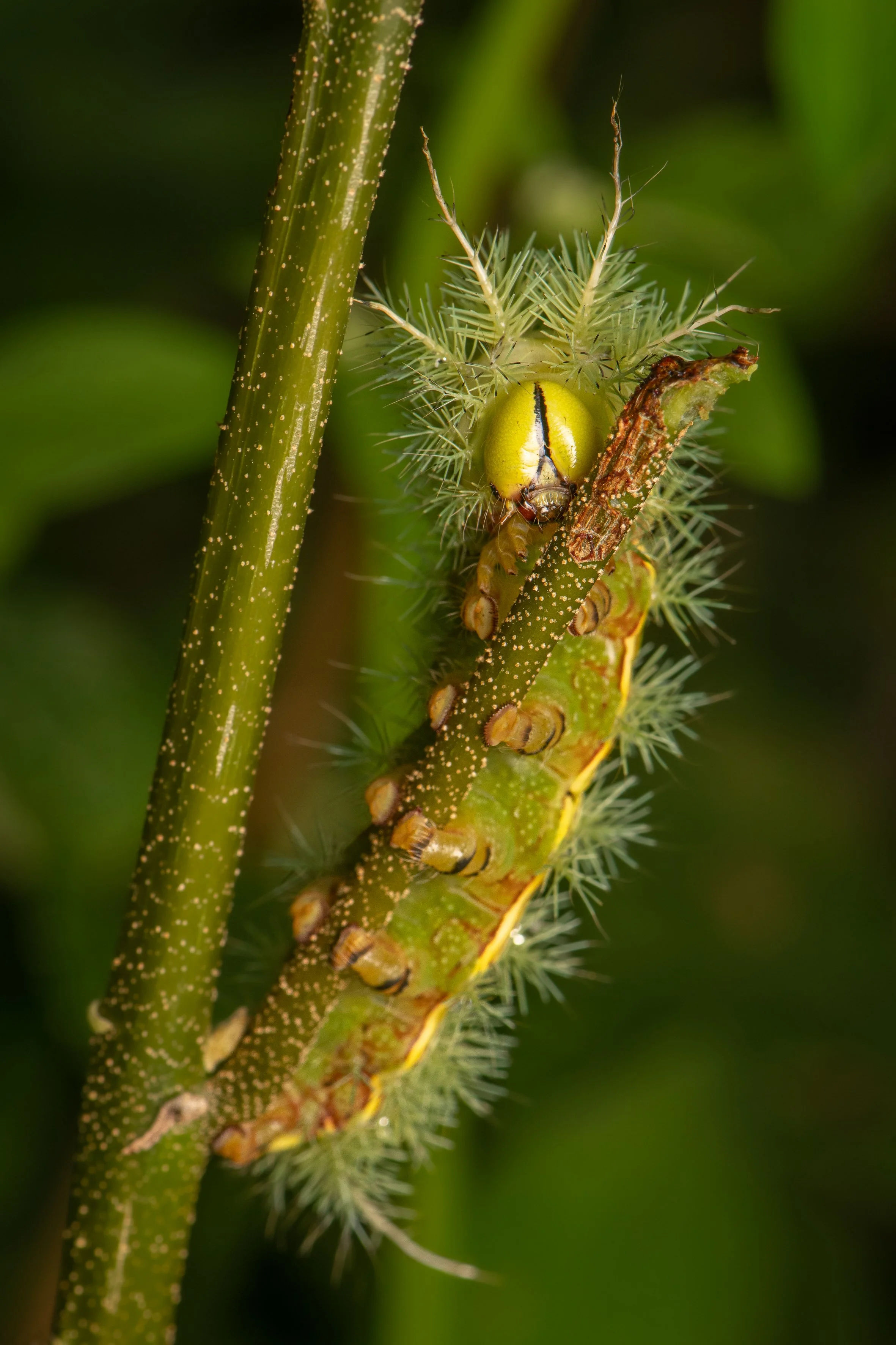 Lepidoptera - 42.jpg