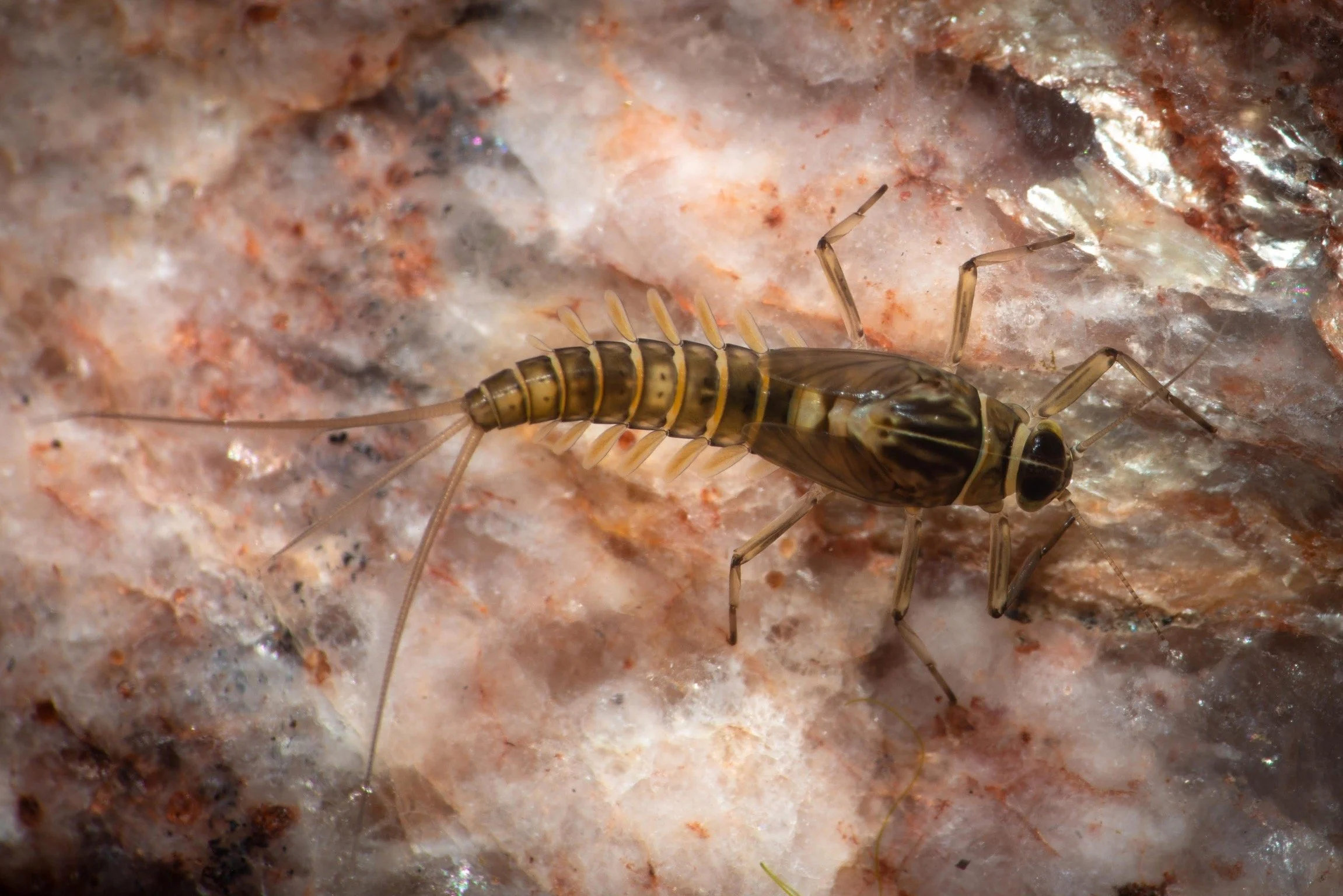 Baetidae - 16 (1).jpeg