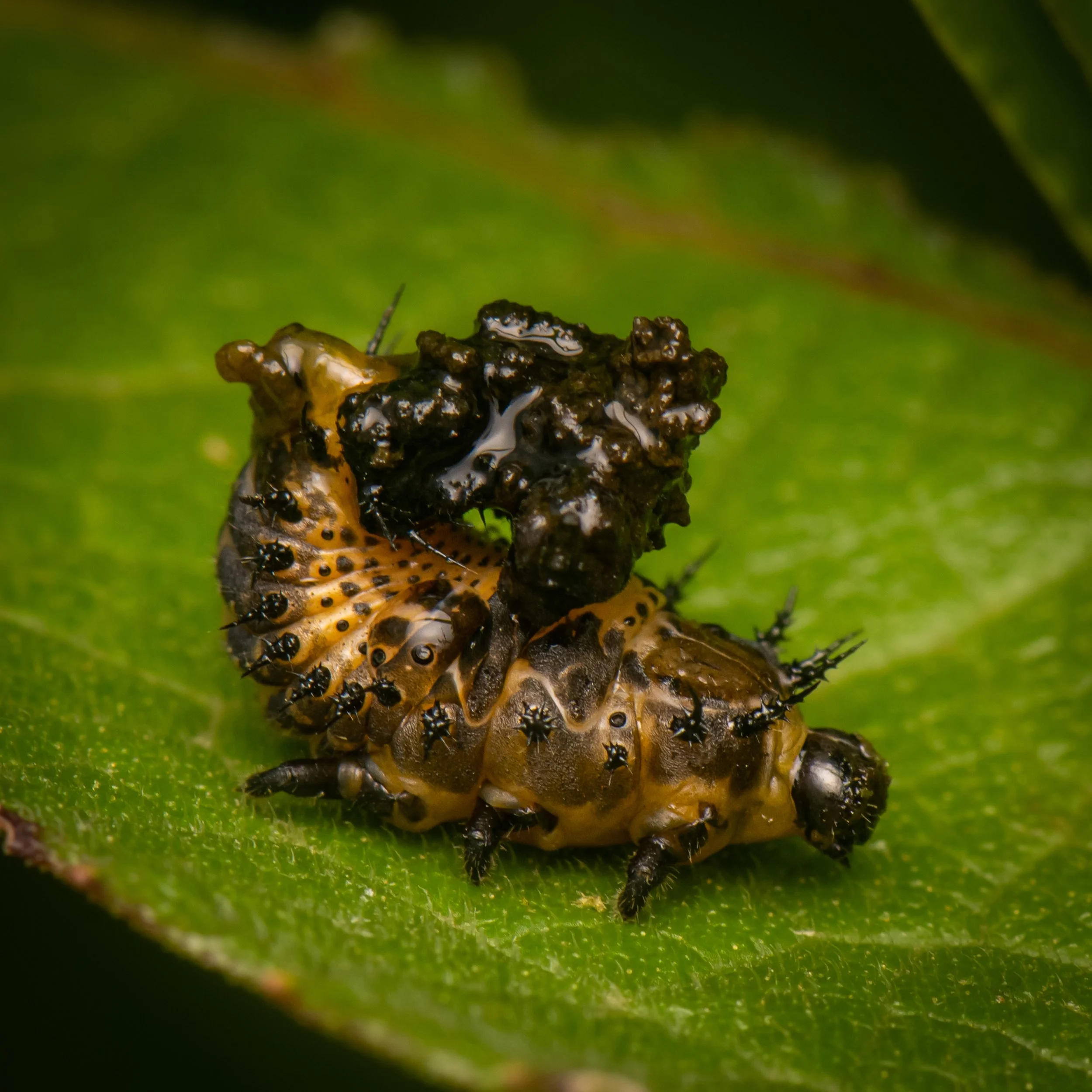 Coleoptera - 112.jpg