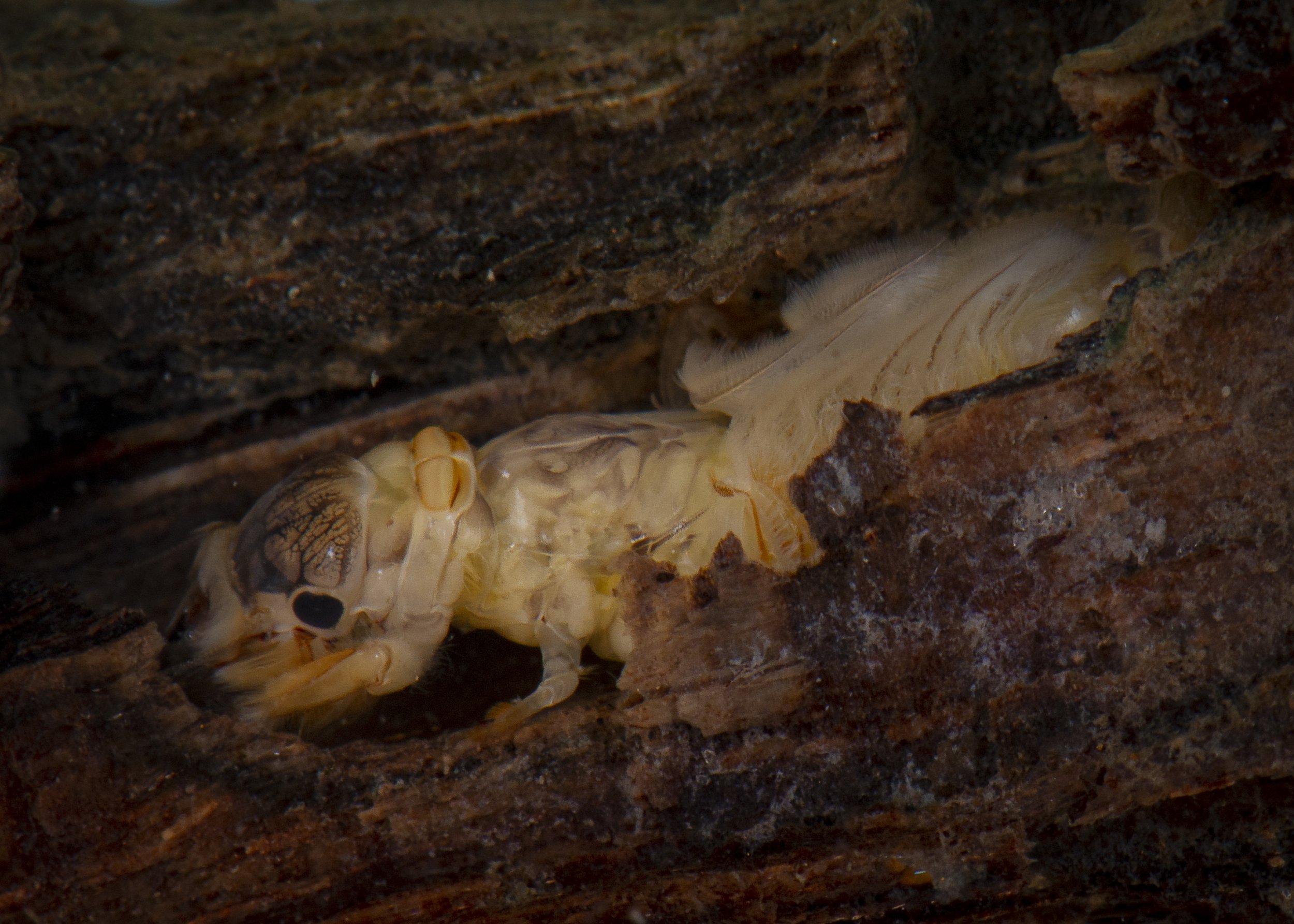 Ephemeroptera - 30.JPG