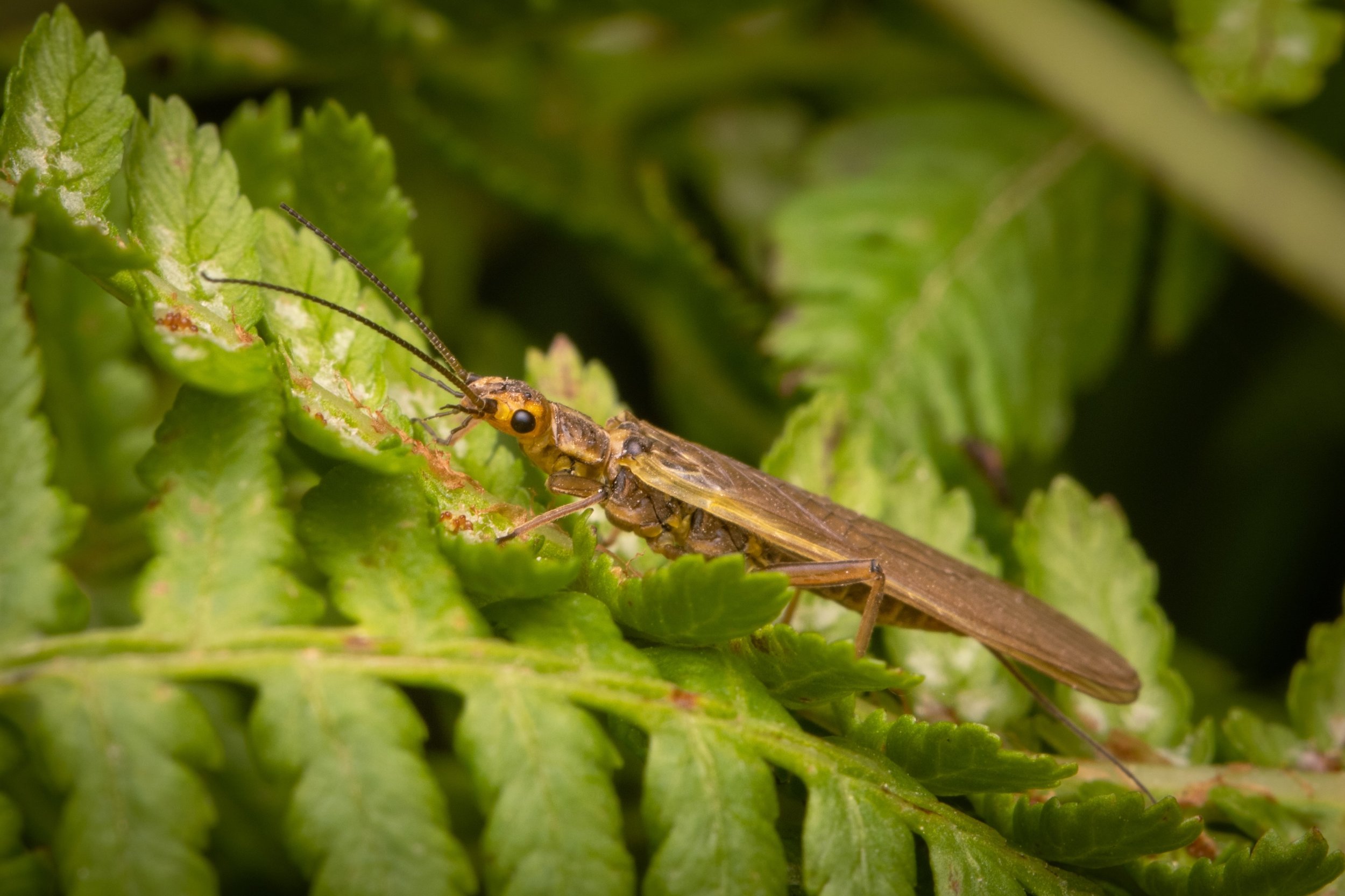 Plecoptera - 13.jpeg