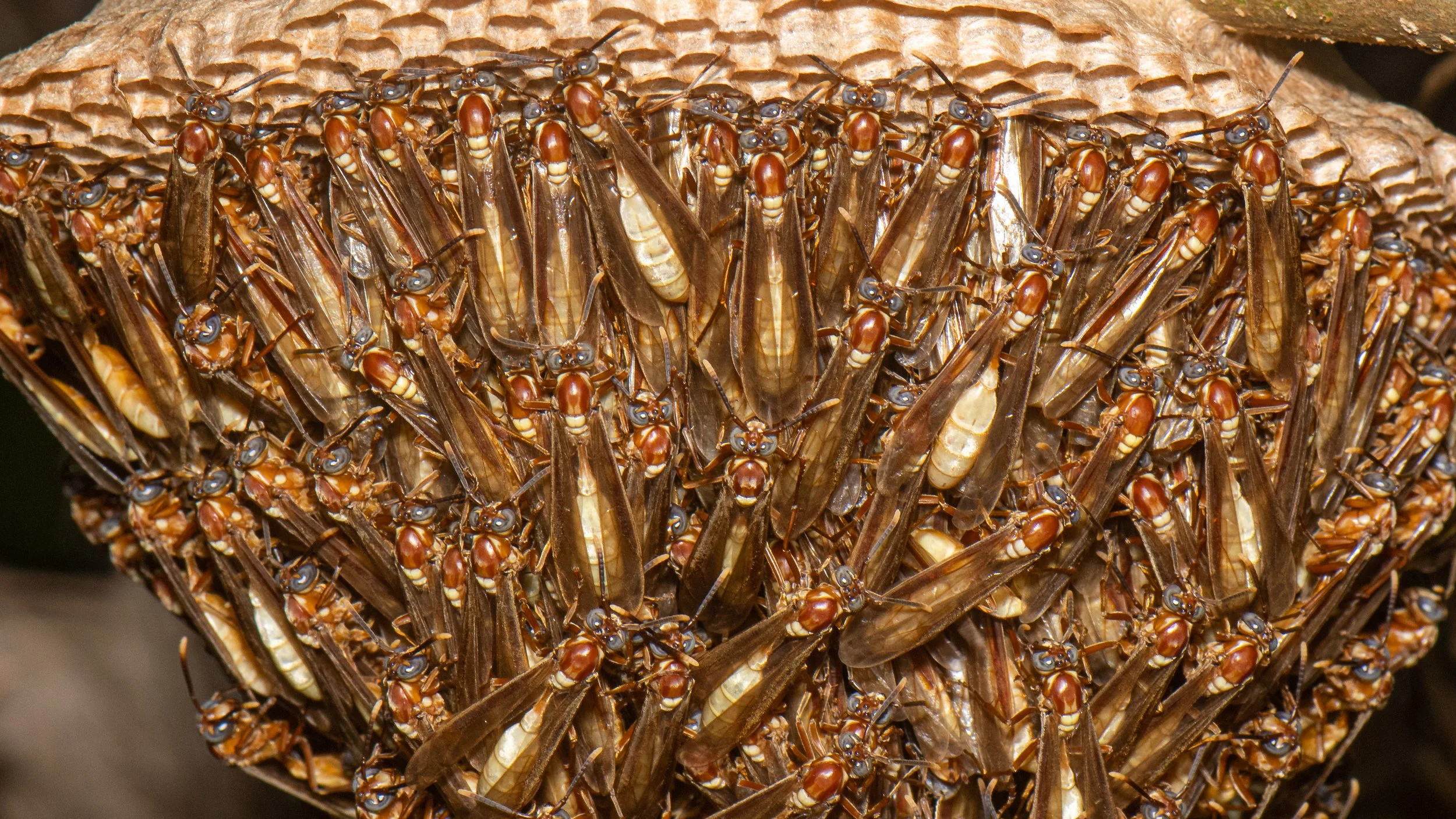 Hymenoptera - 80.jpg