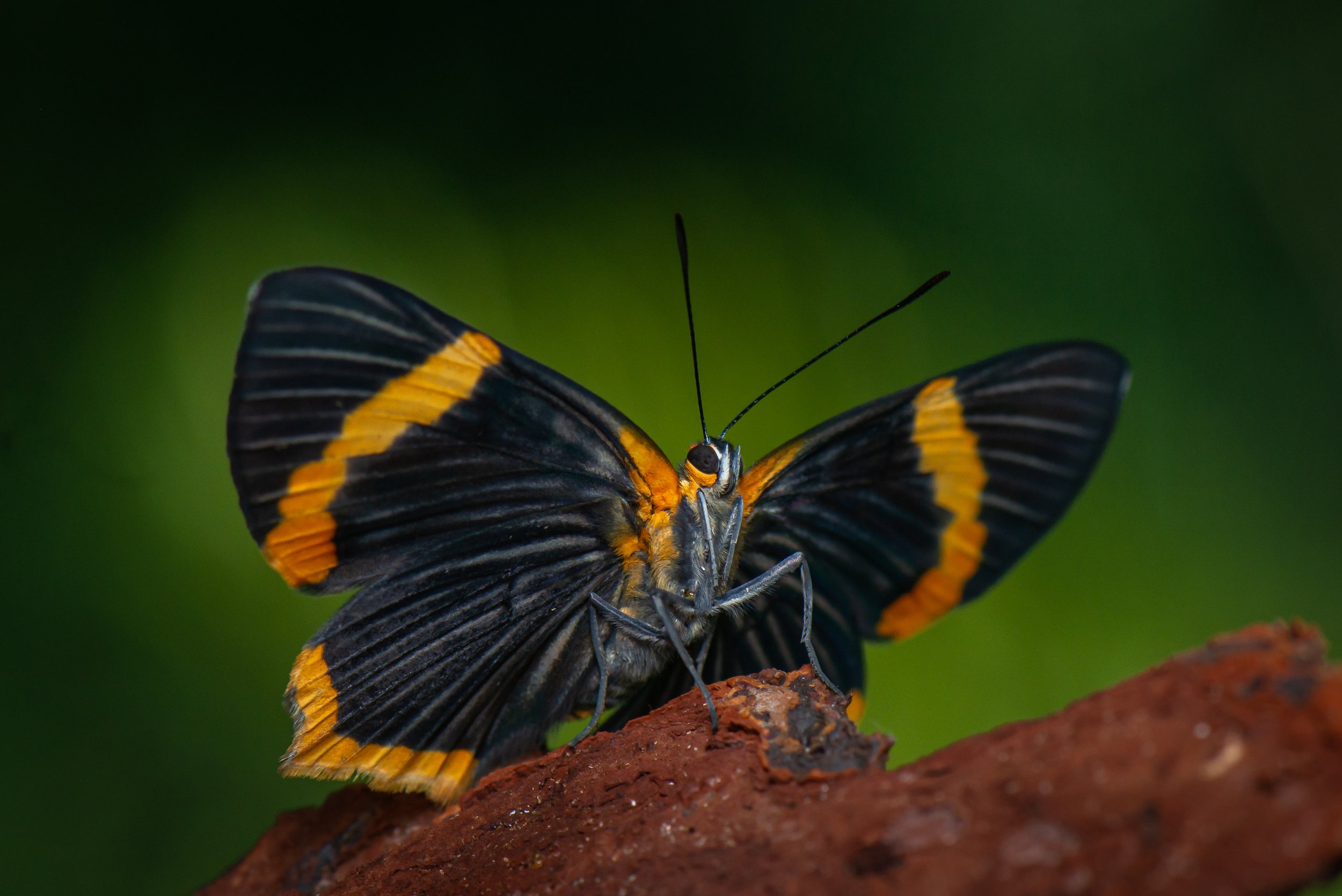 Lepidoptera - 67.jpg