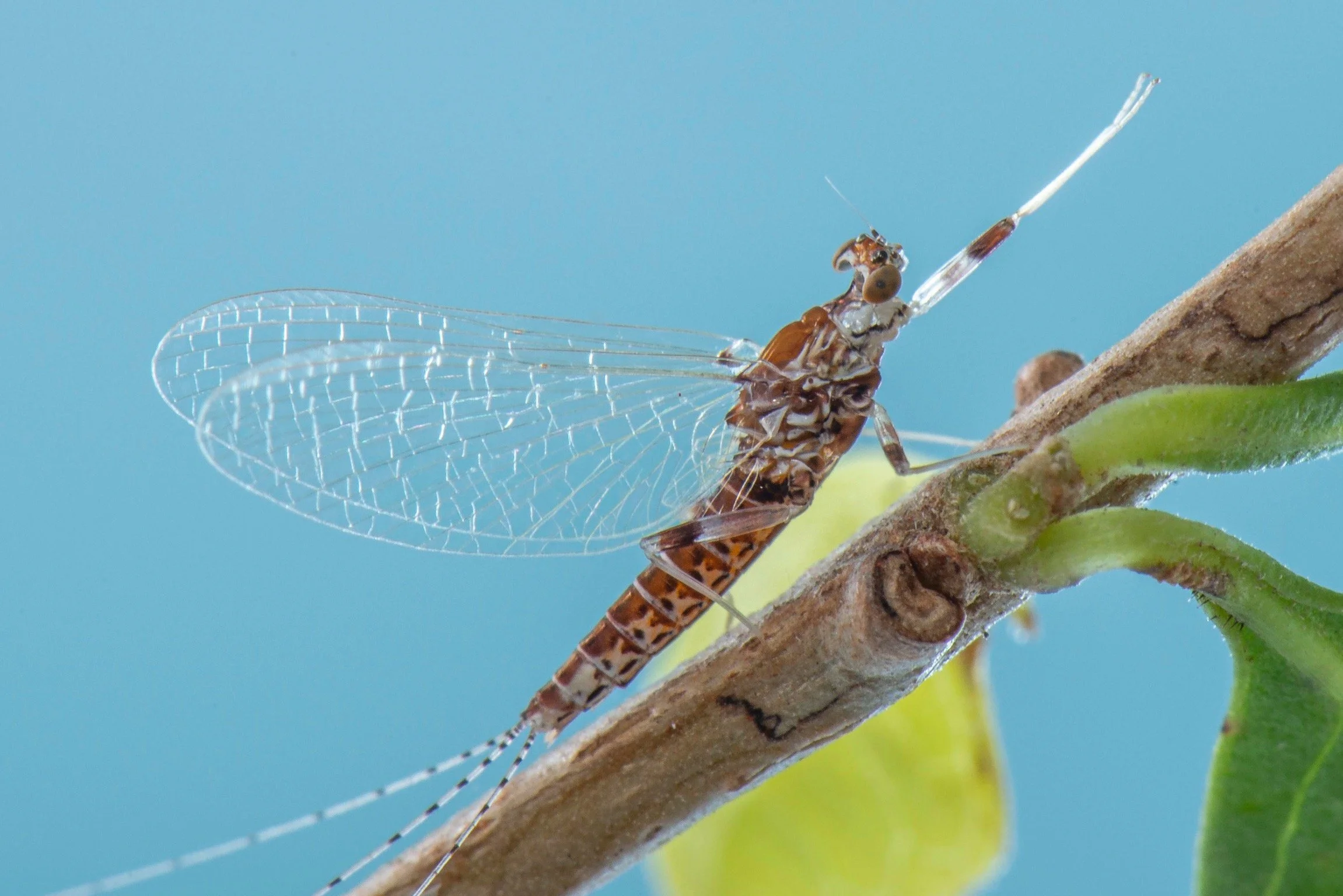 Leptophlebiidae - 23.jpeg