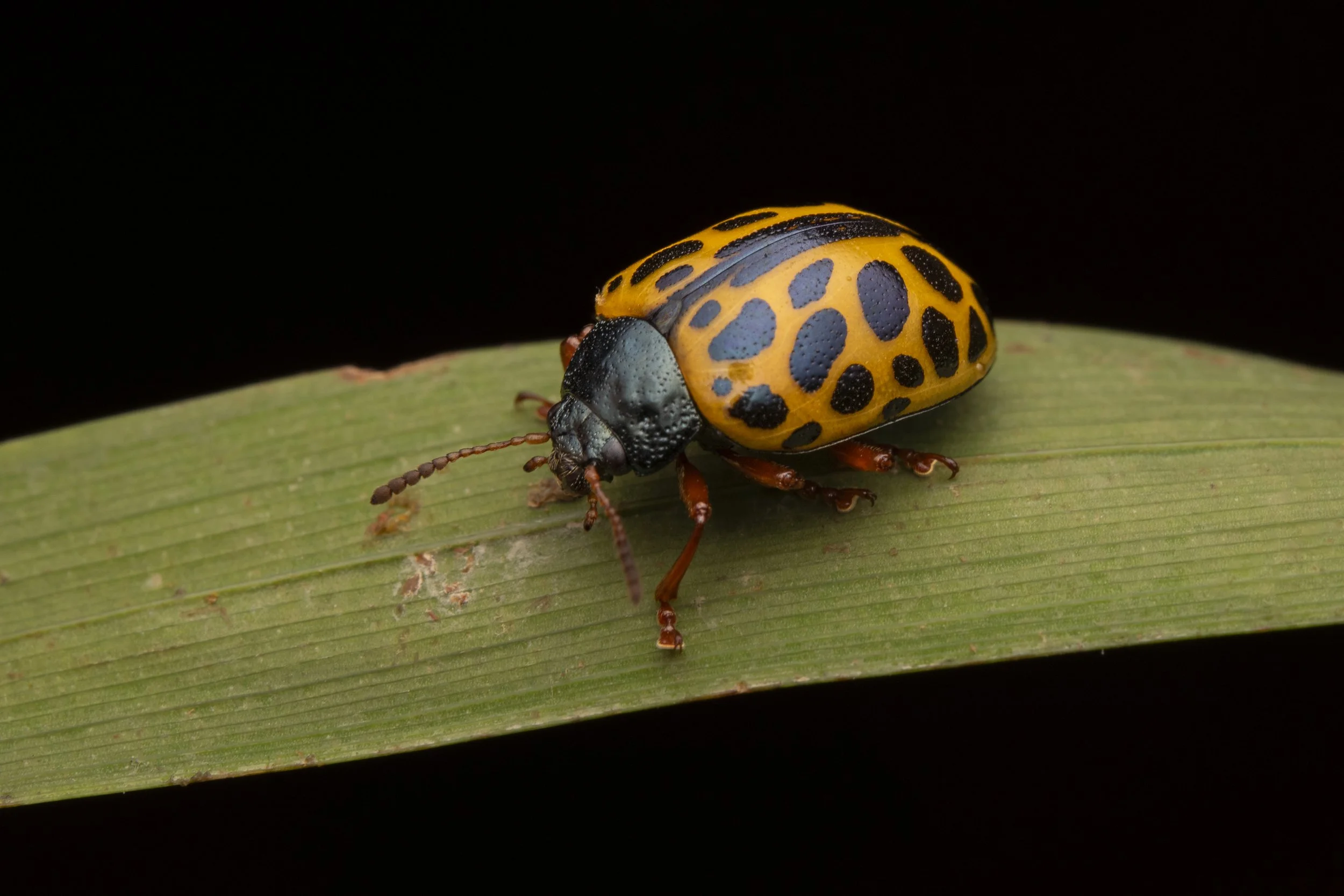 Coleoptera - 6.jpg