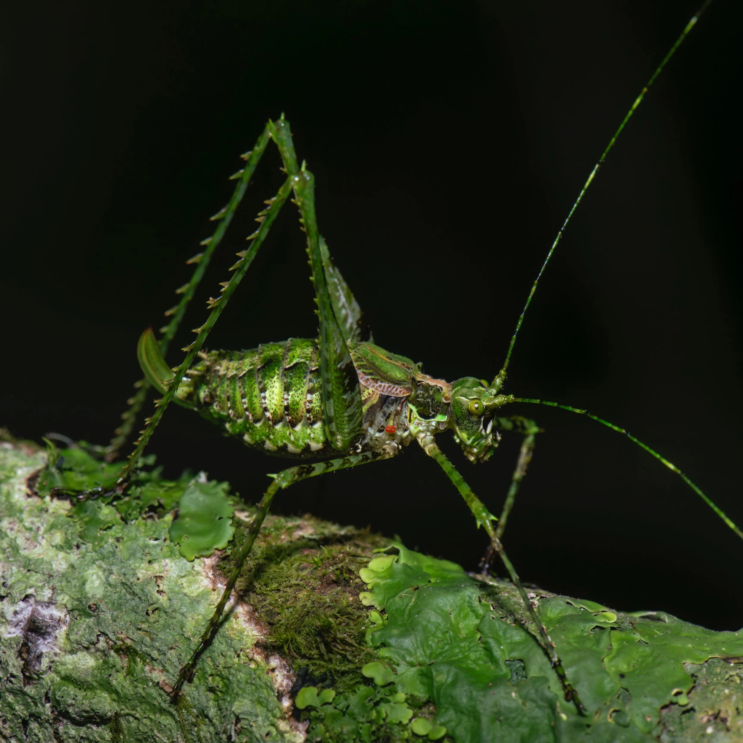 Orthoptera - 117.jpeg