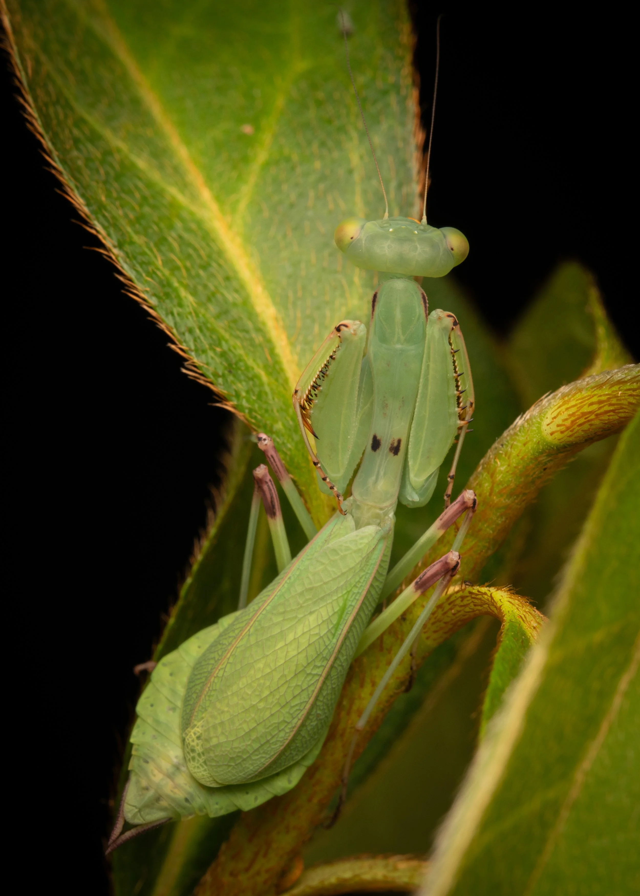 Mantodea - 27.jpg