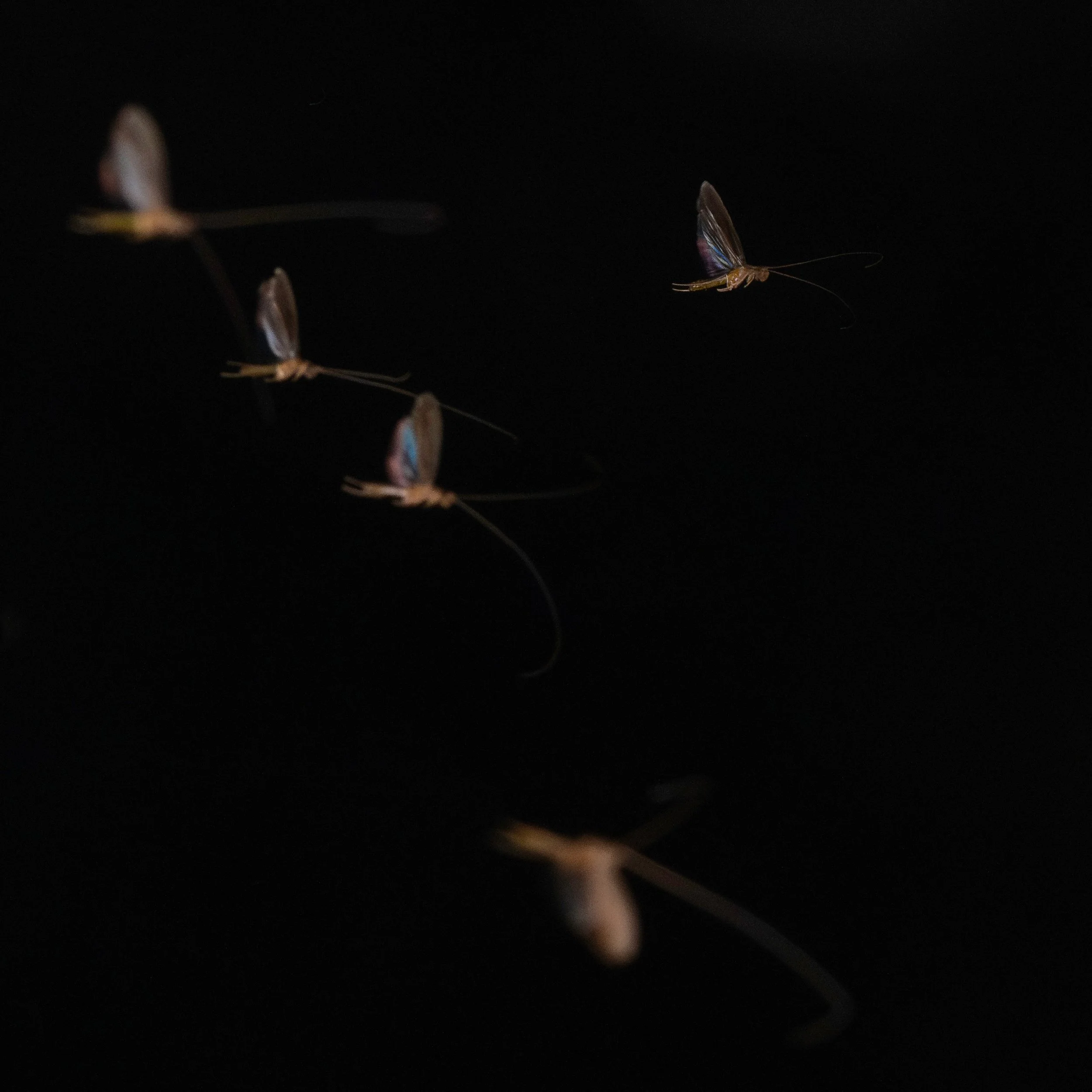 Trichoptera - 14.jpeg