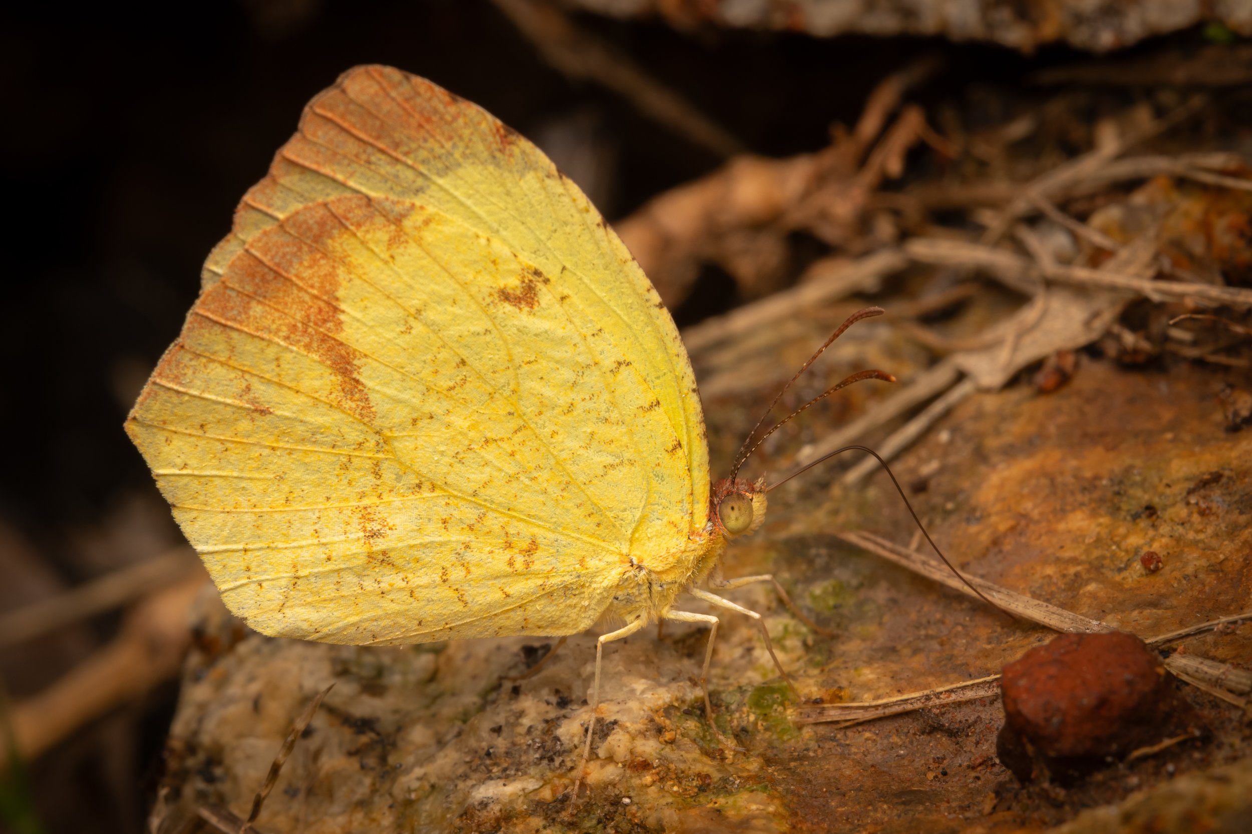 Lepidoptera - 8.jpg