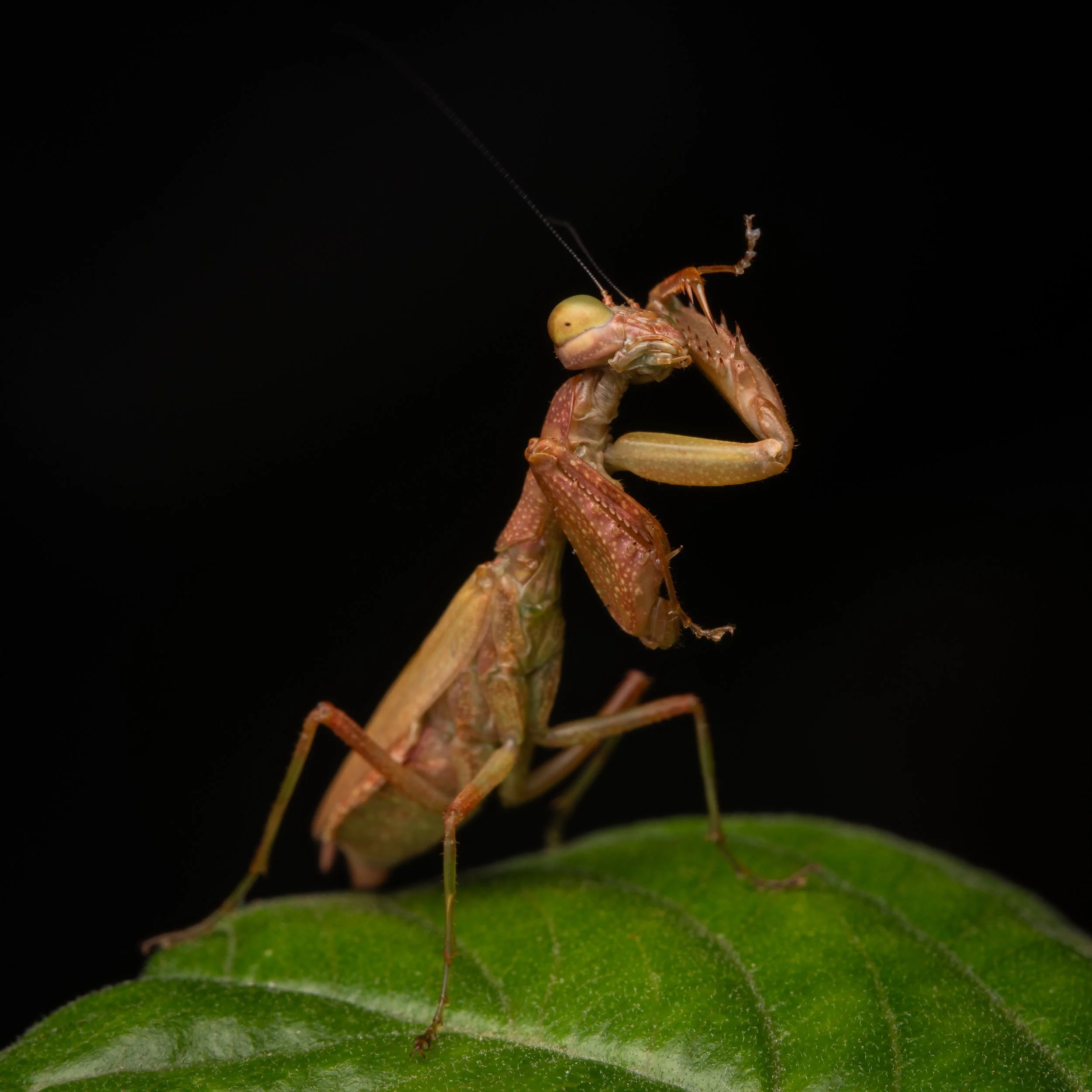 Mata_do_Paraíso - 1.jpeg