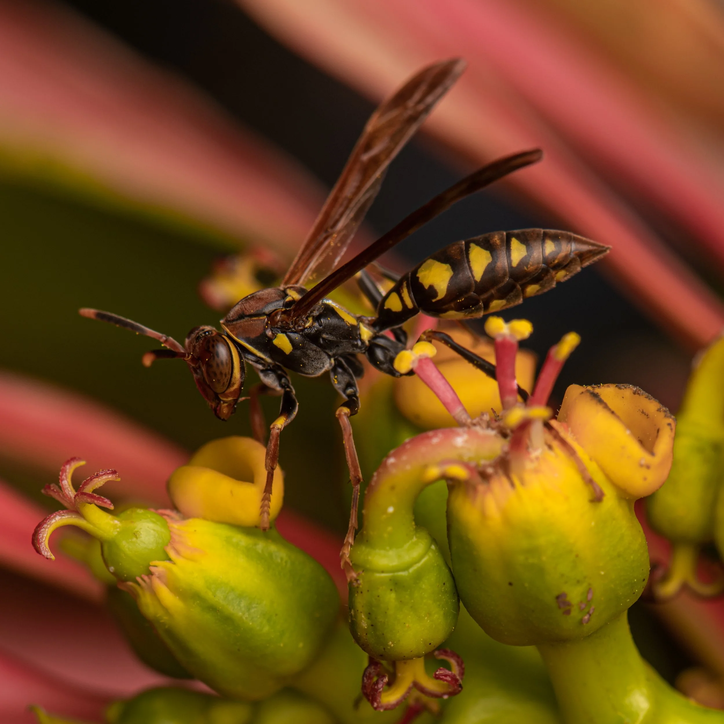 Hymenoptera - 70.jpg