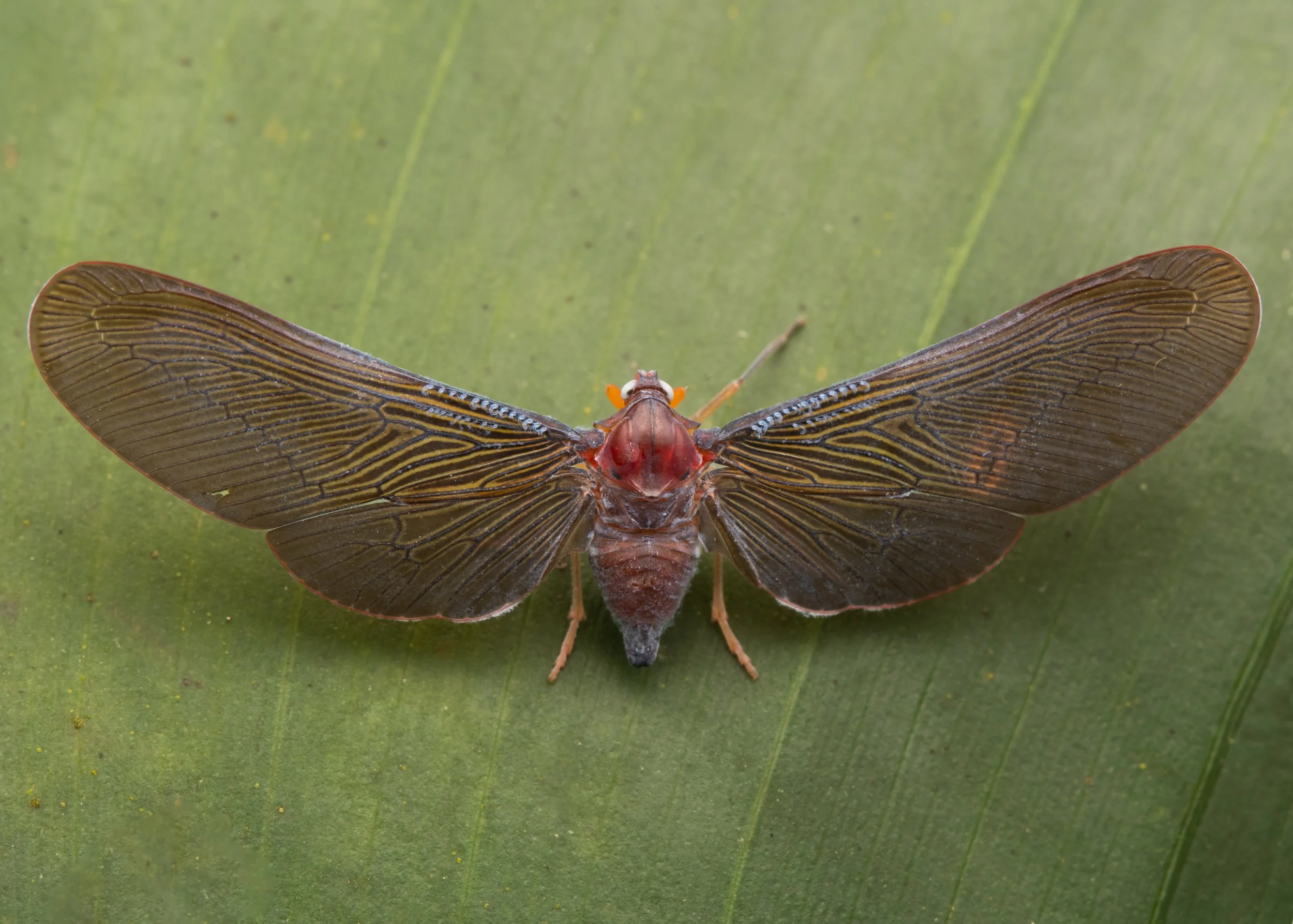 Hemiptera - 85.JPG