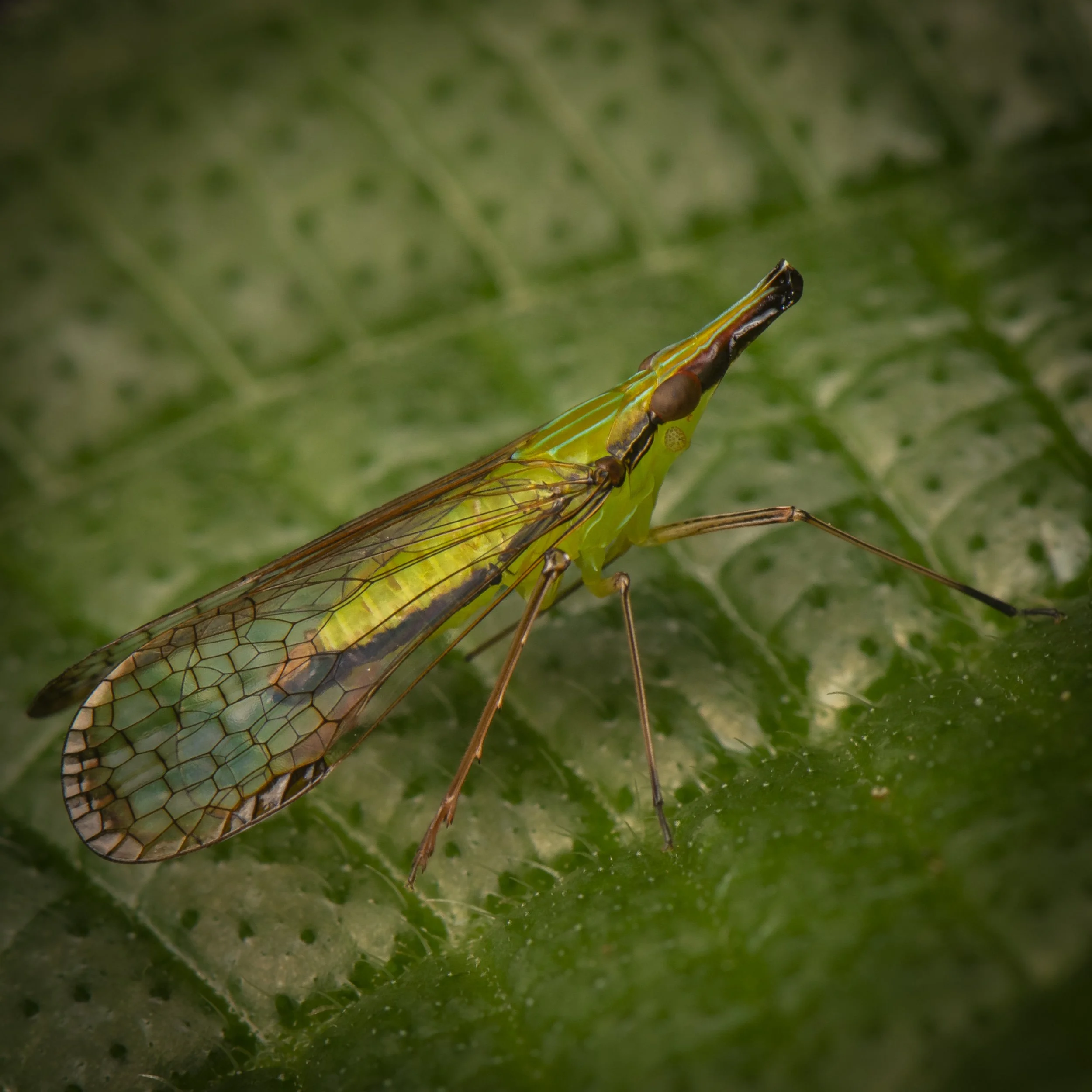 Hemiptera - 7.jpg