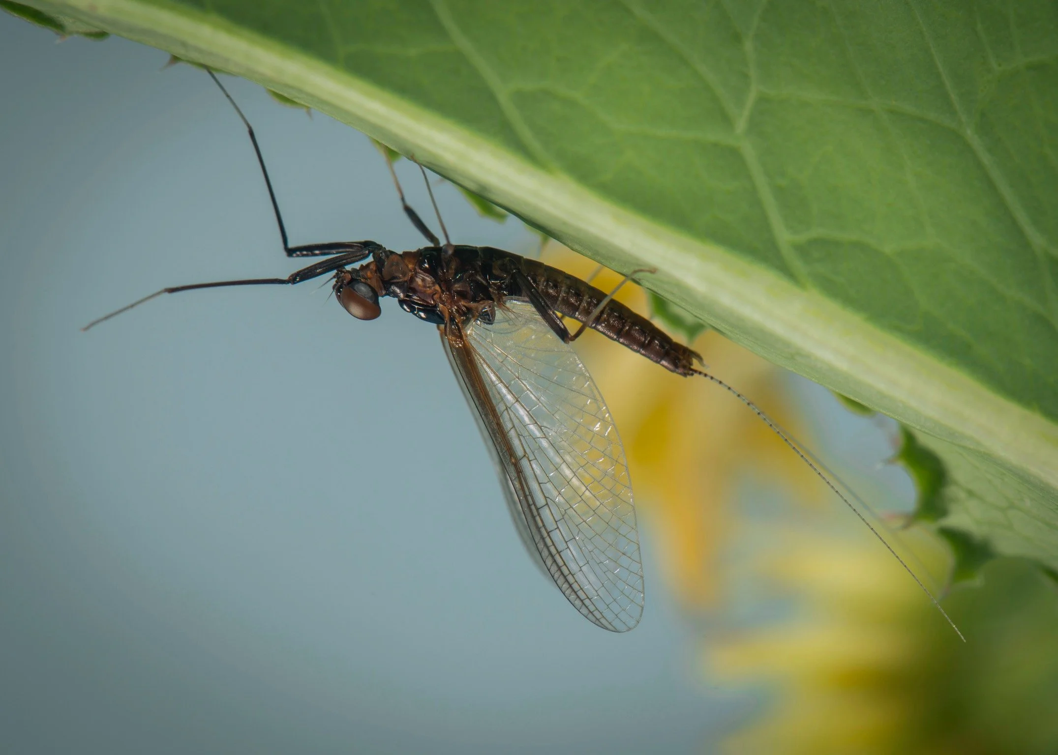 Leptophlebiidae - 29.jpeg