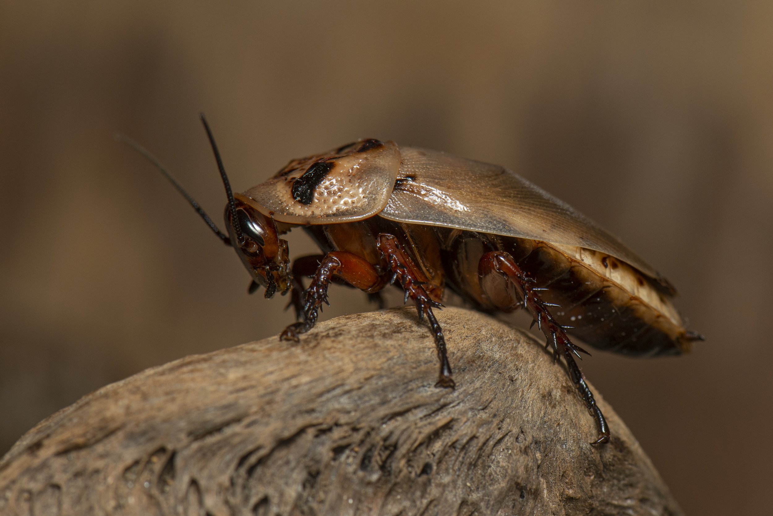 Blattodea - 33.JPG