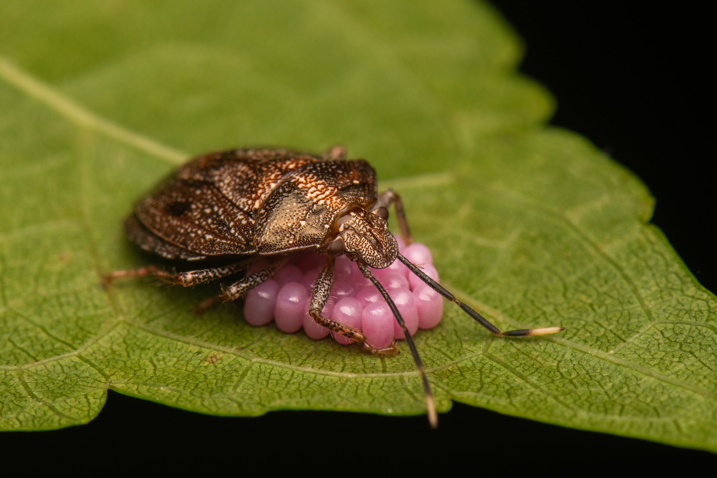 Hemiptera - 6.jpg