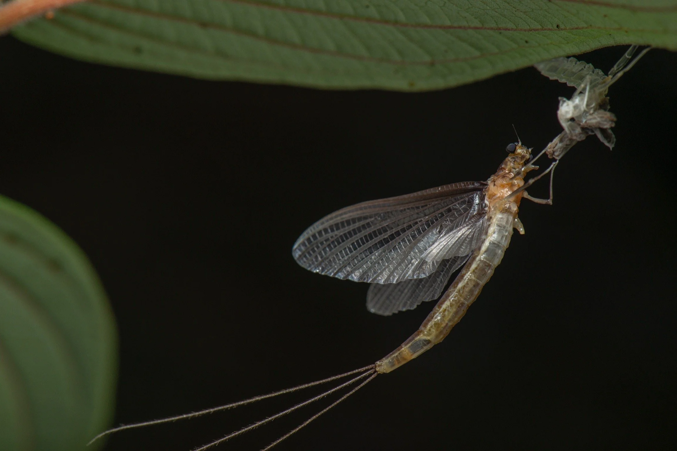 Euthyplociidae - 5.jpeg