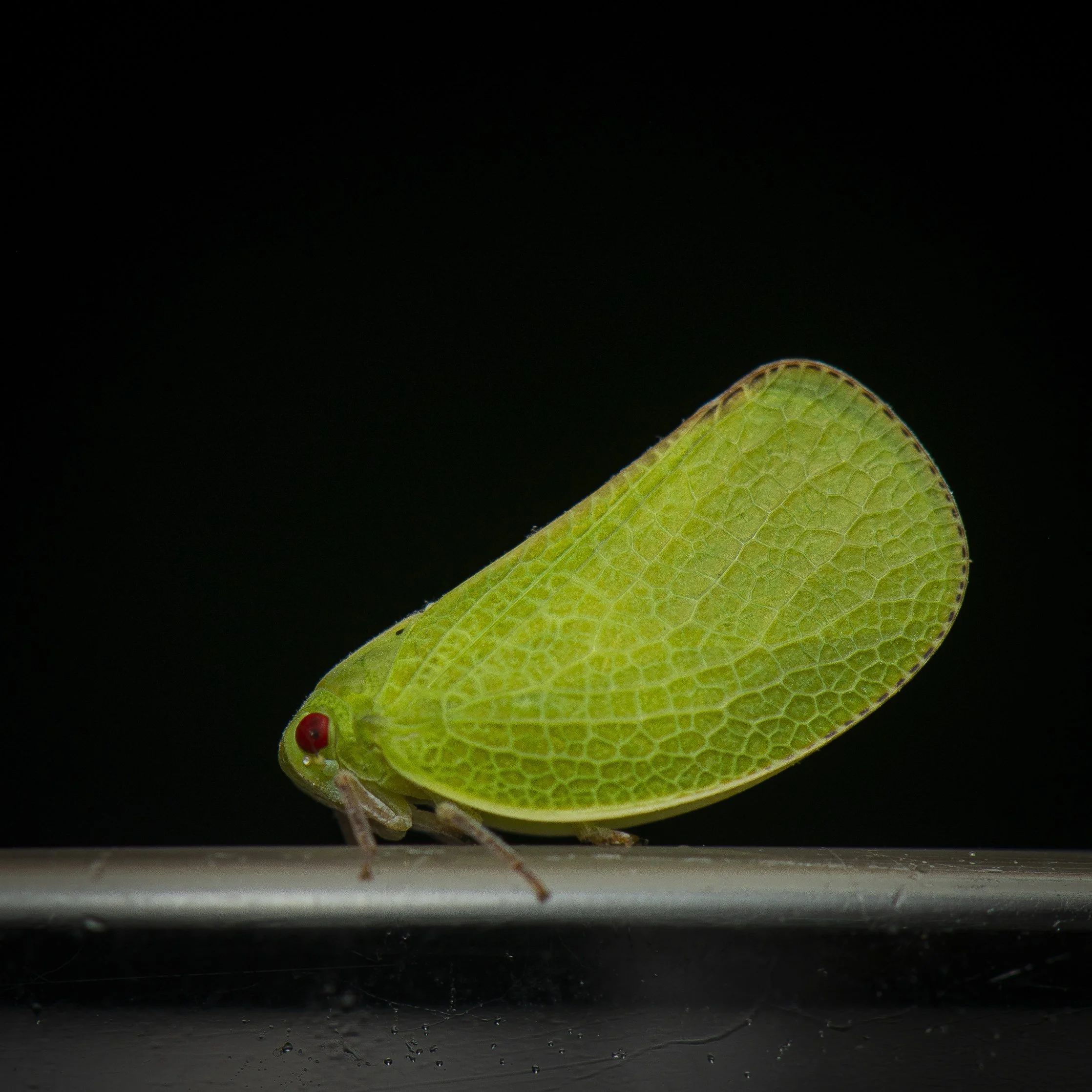 Hemiptera - 41.JPG