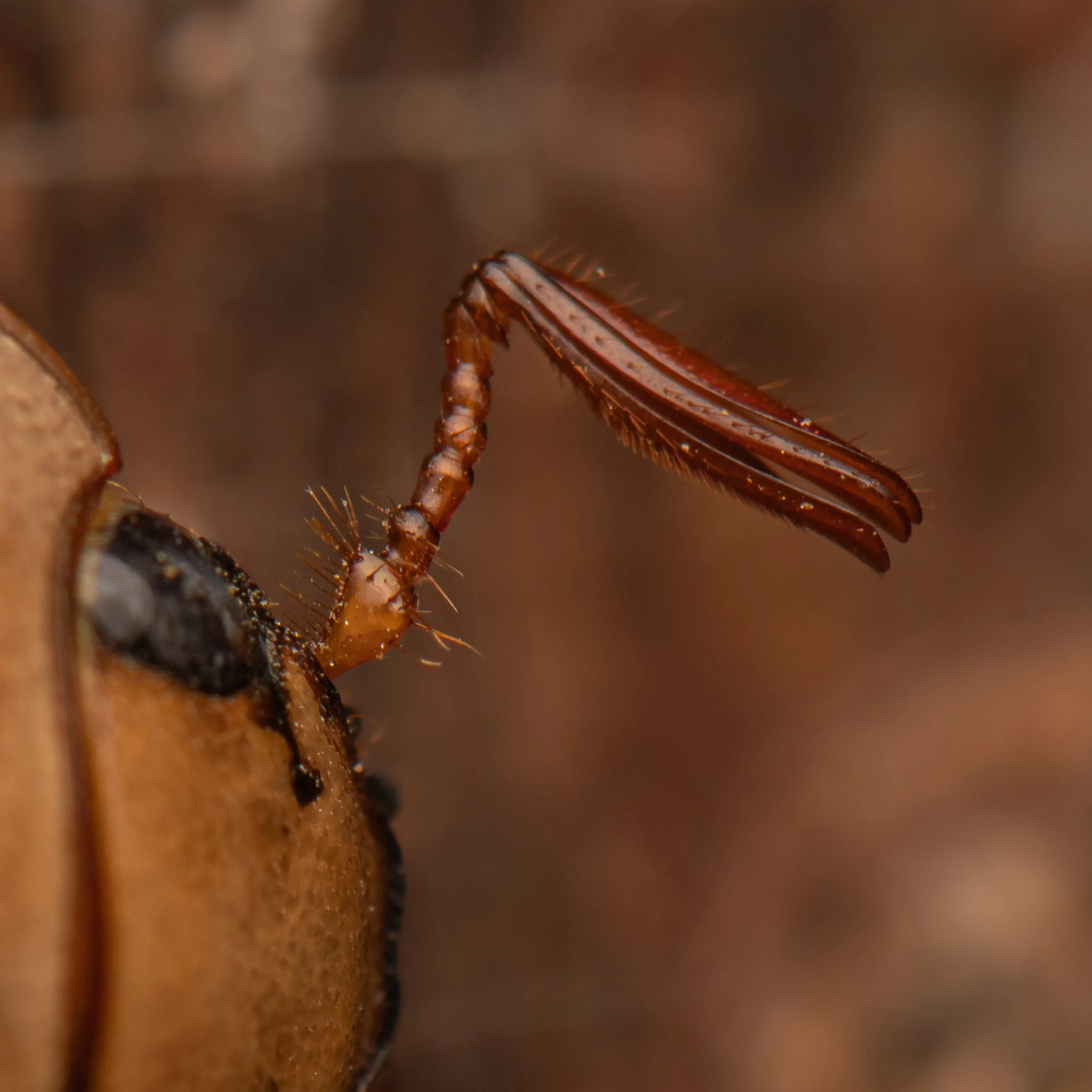 Coleoptera - 117.jpg