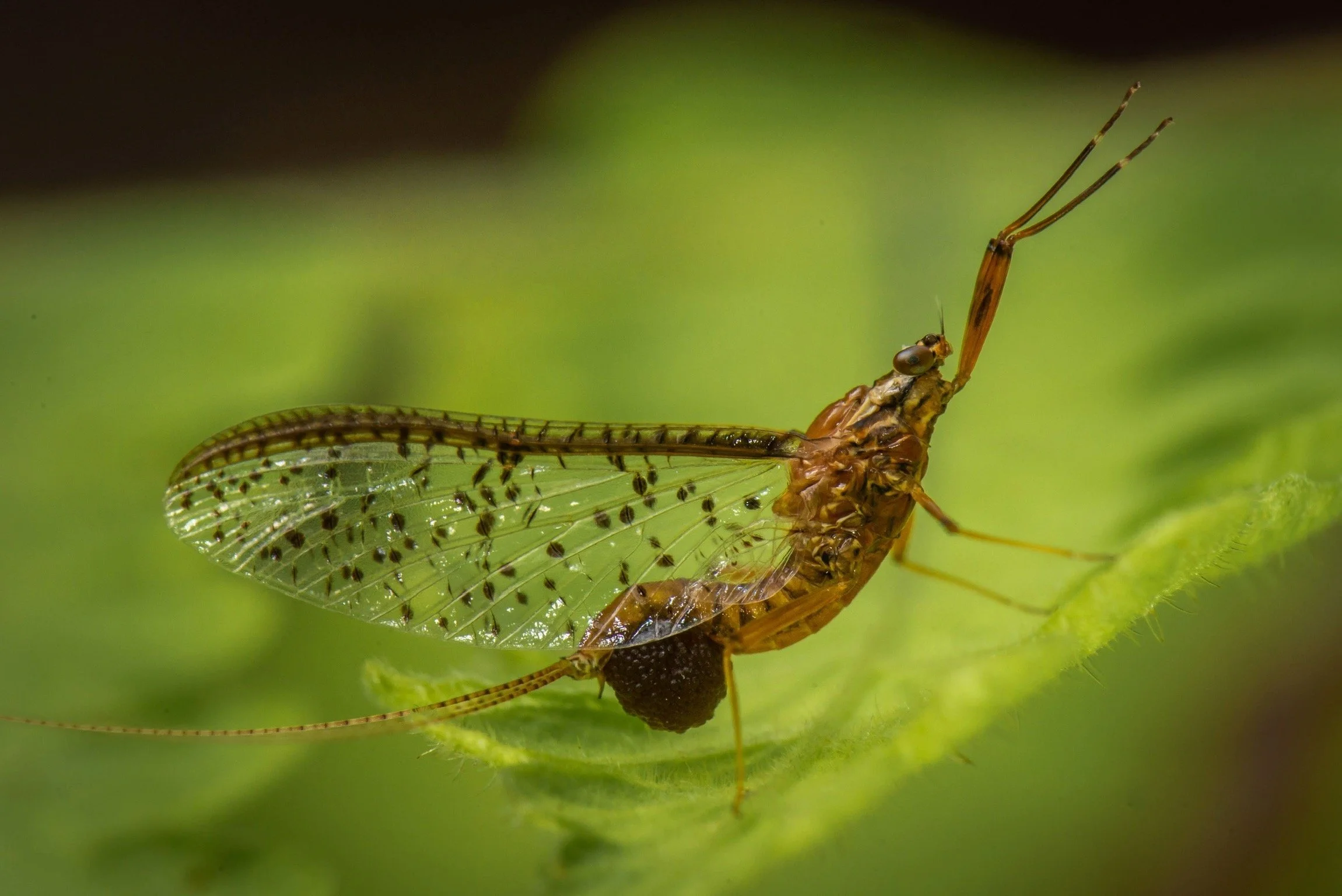 Leptophlebiidae - 32.jpeg