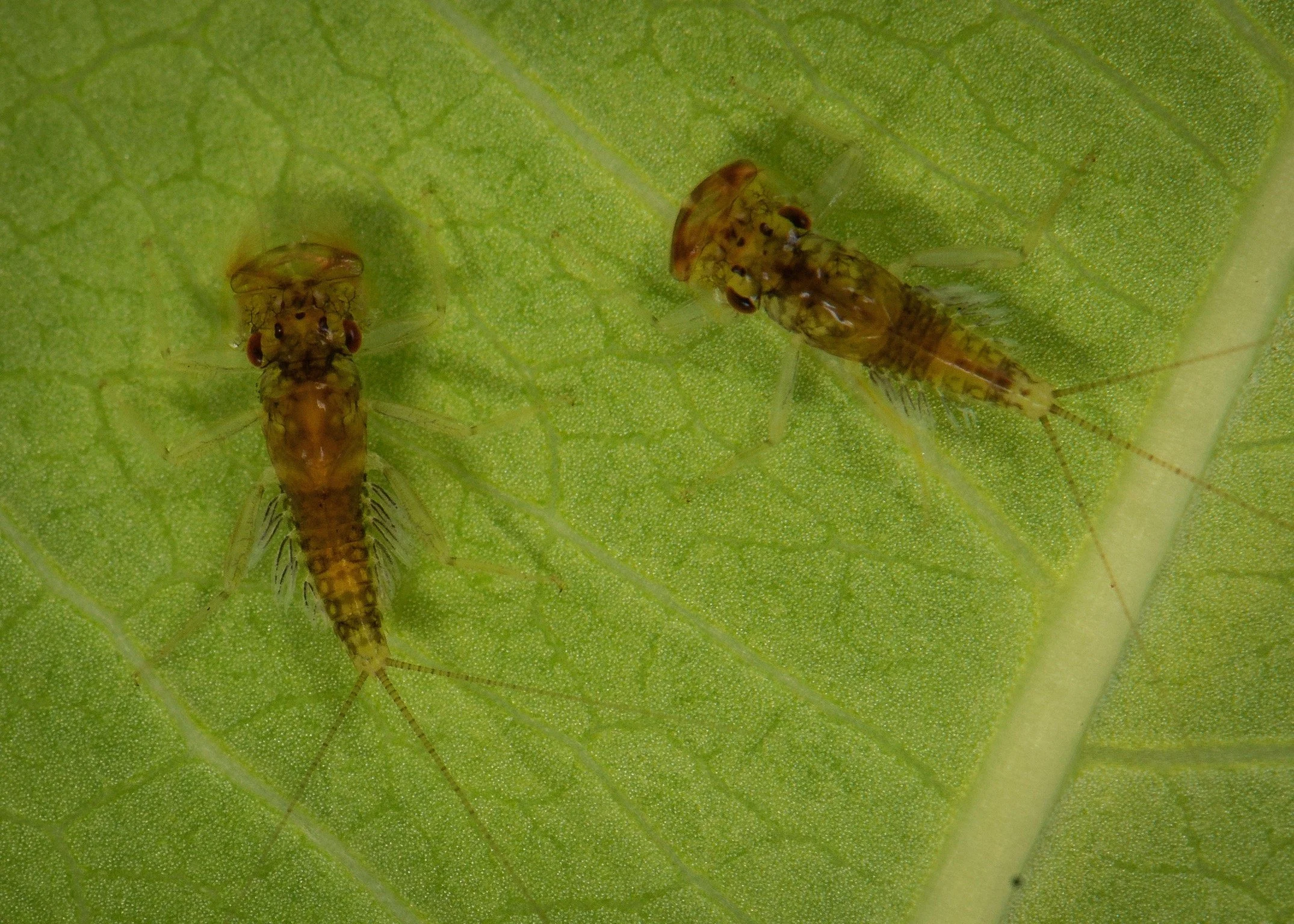 Leptophlebiidae - 13.jpeg