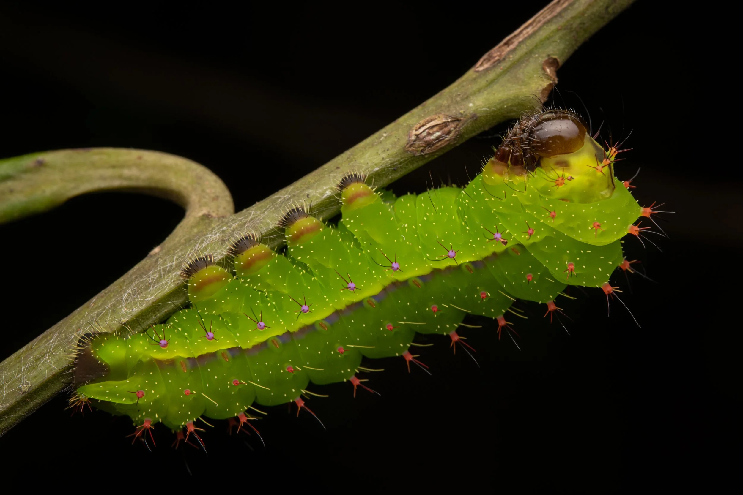 Lepidoptera - 24.jpg