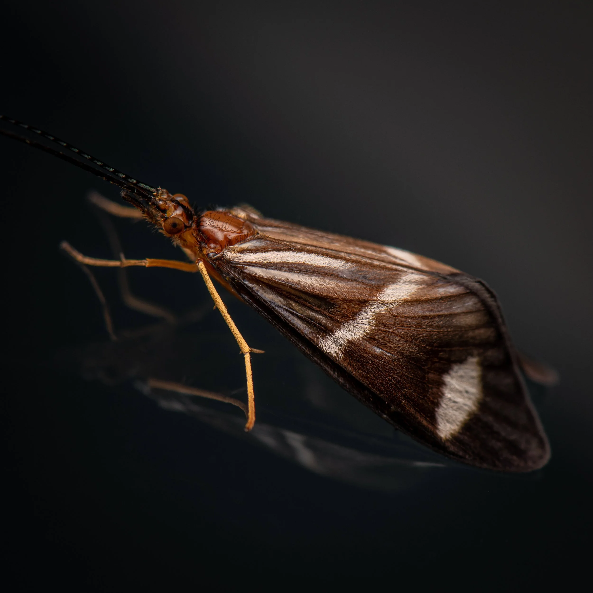 Trichoptera - 22.jpeg