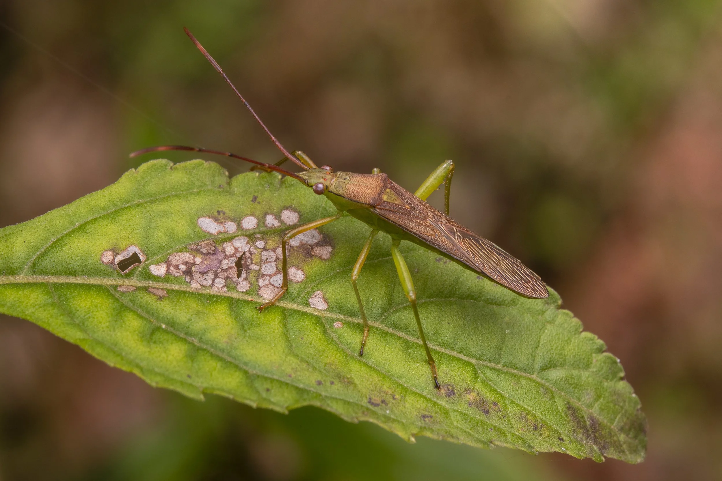 Hemiptera - 65.jpg