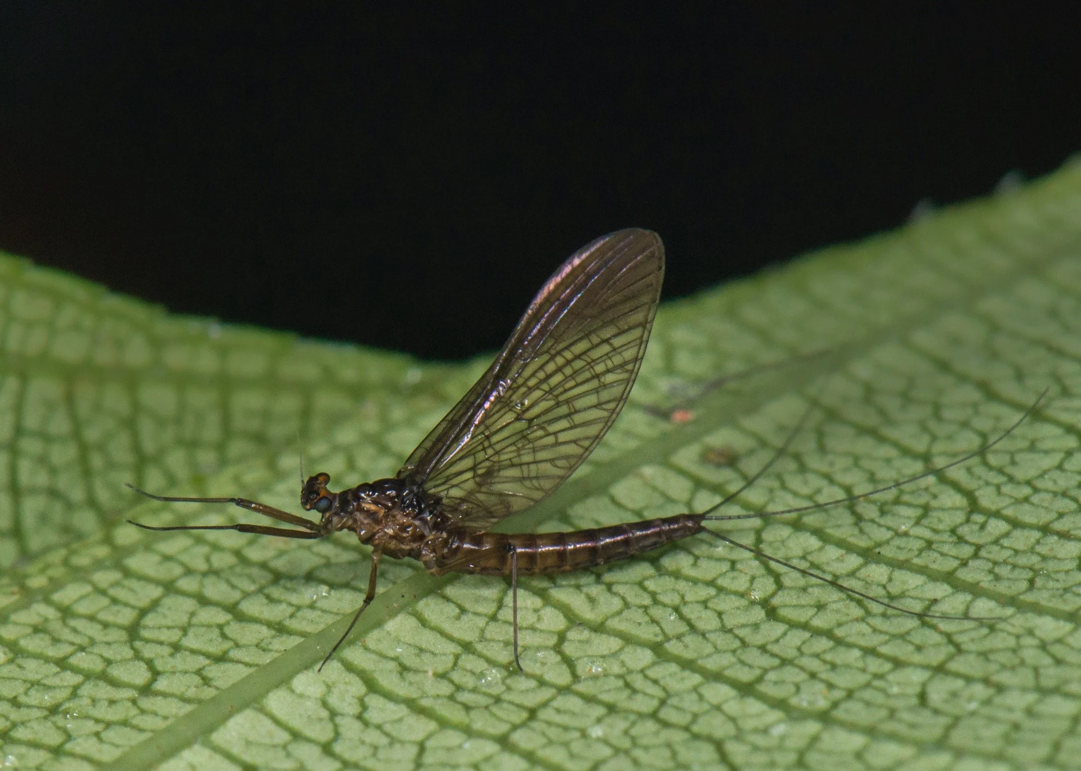 Leptophlebiidae - 19.jpeg