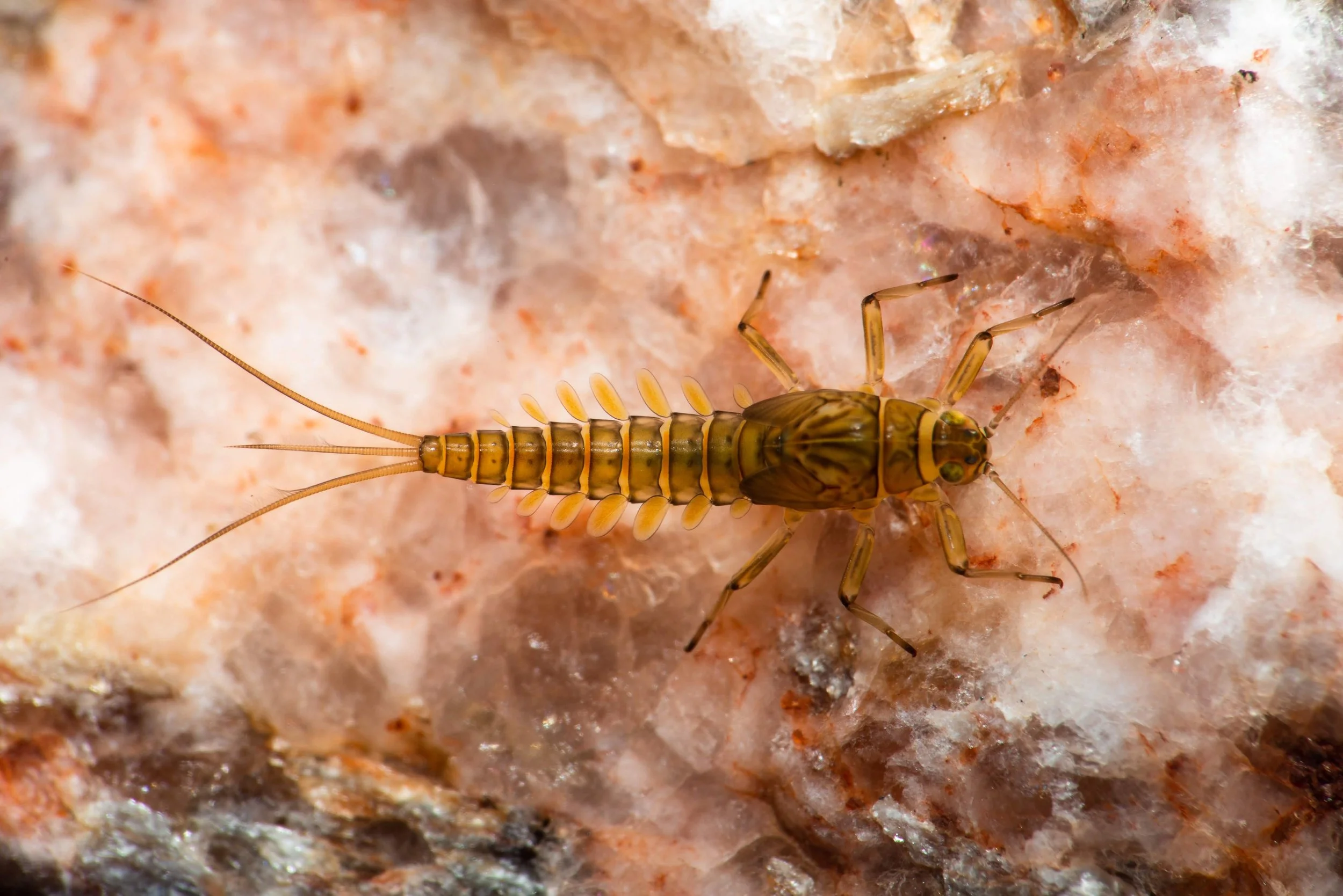 Baetidae - 26 (1).jpeg