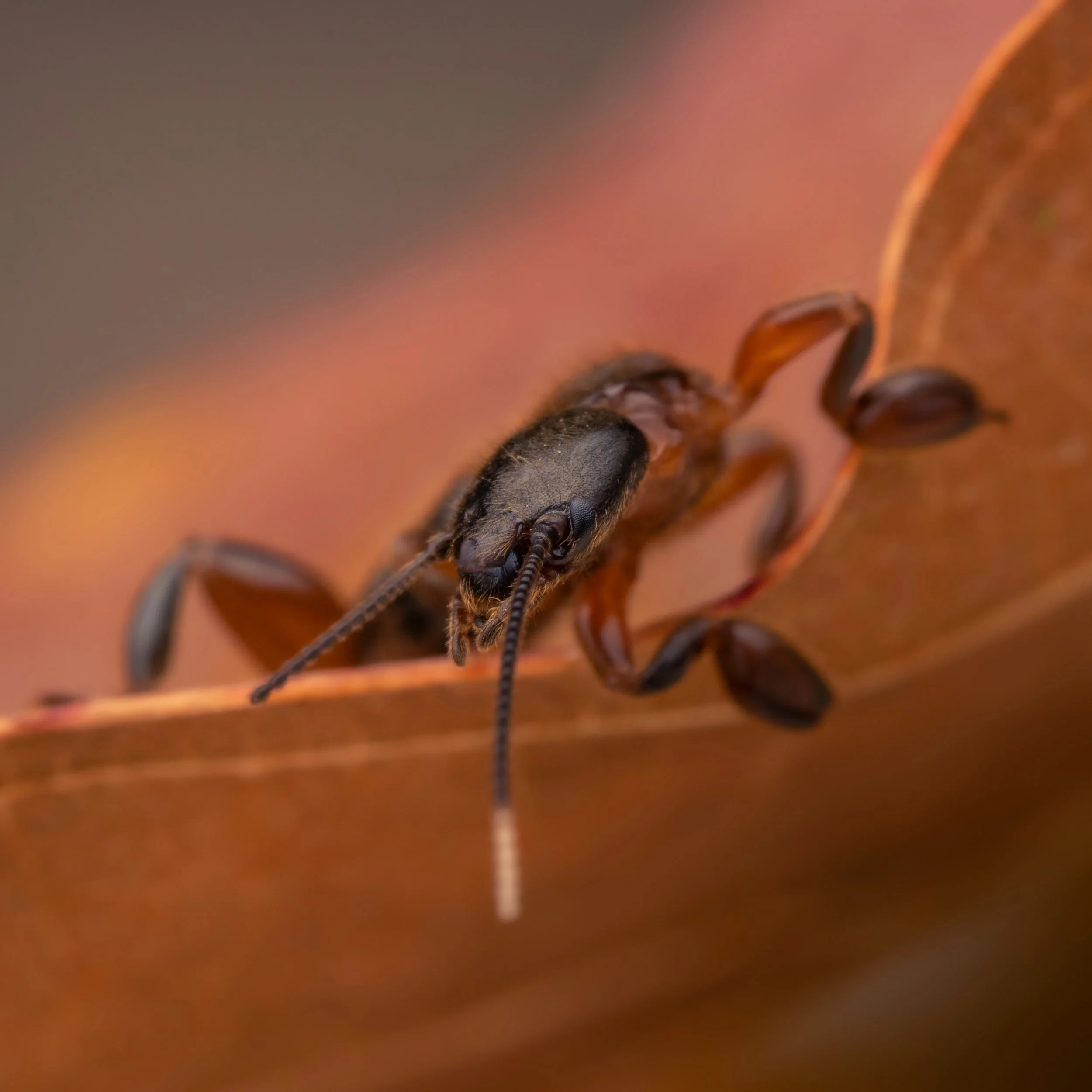 Este lindo embióptero não está fazendo uma pose conceitual para a foto, mas bem que parece, né? Como a maioria dos insetos, ele está em constante busca por recursos essenciais à sua sobrevivência e à continuação de sua espécie, como alimento, abrigo 