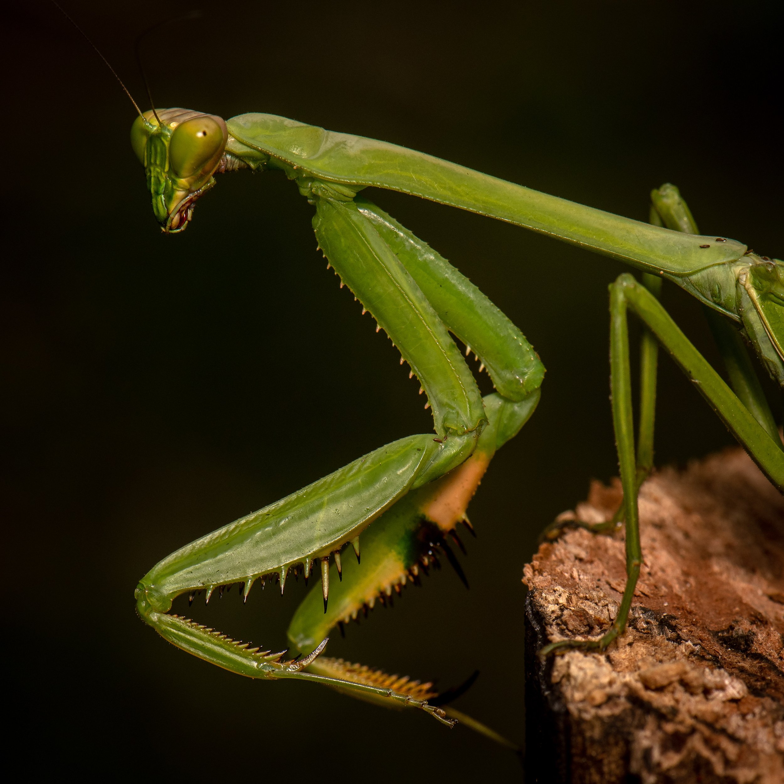 Mantodea - 53.jpg
