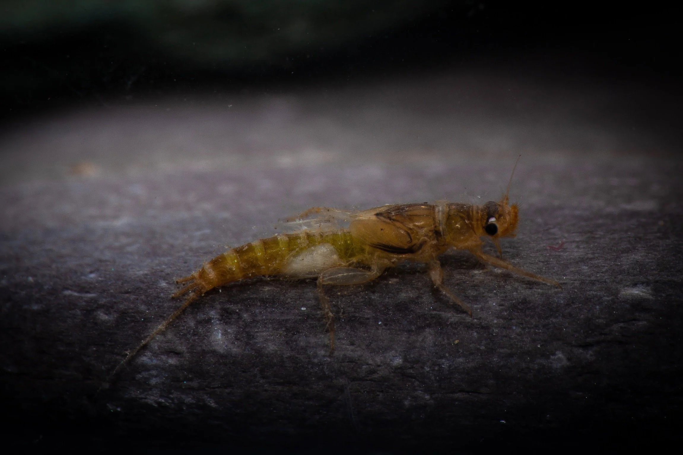 Leptohyphidae - 8.jpeg