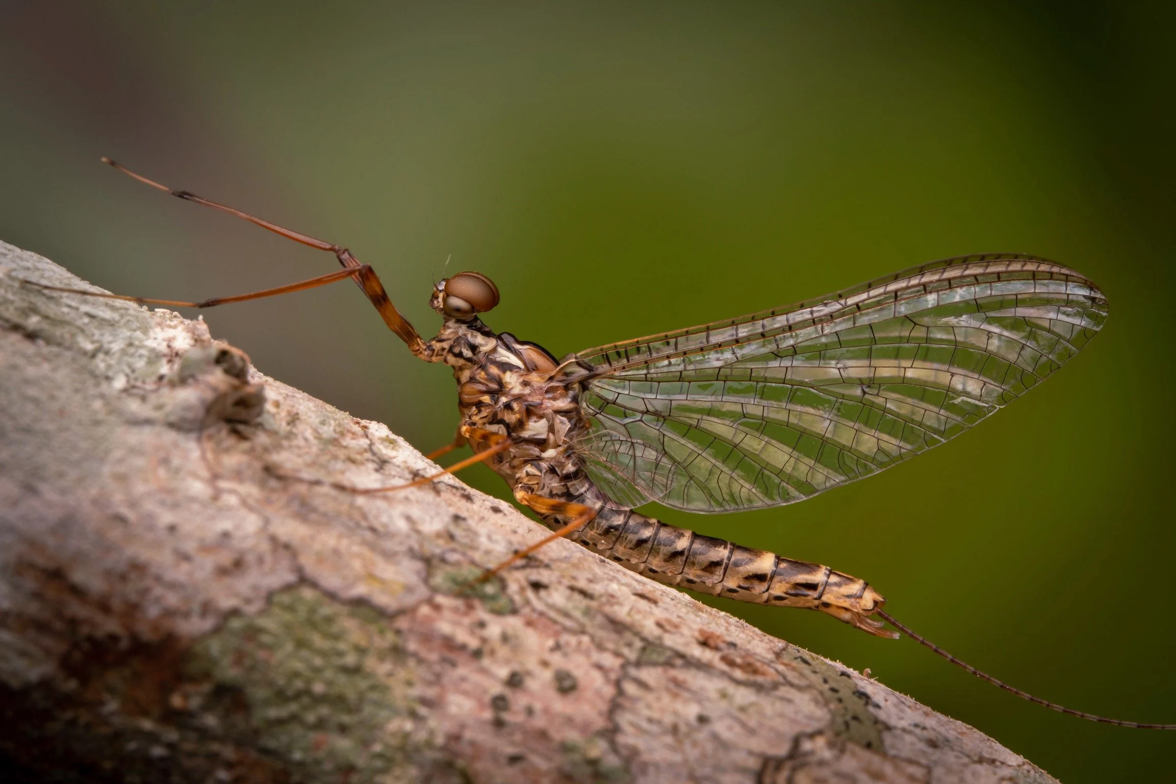 Leptophlebiidae - 50.jpeg