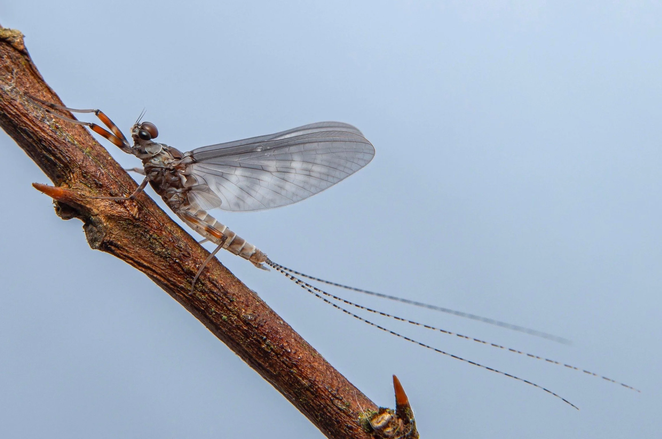 Leptophlebiidae - 1.jpeg