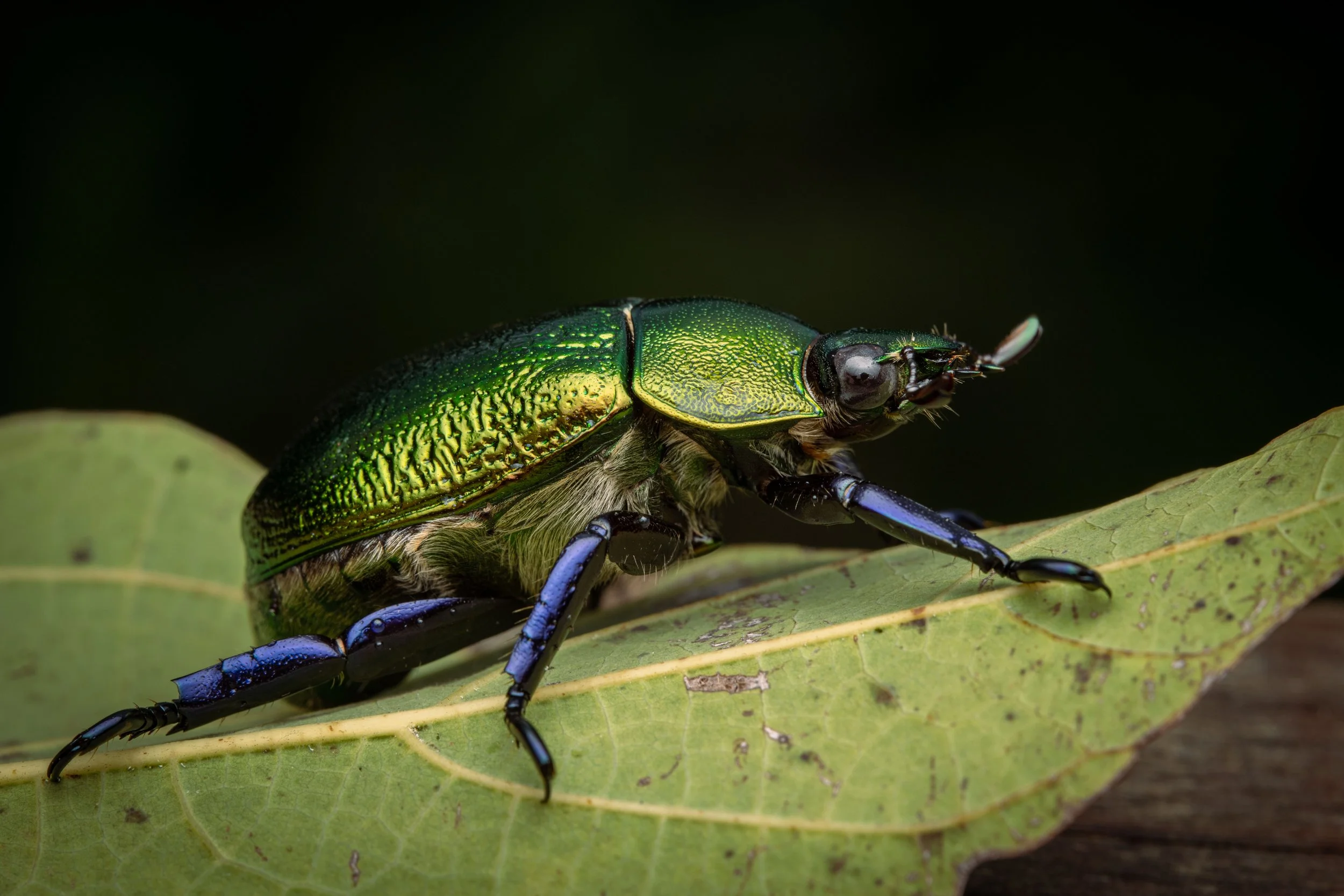 Coleoptera - 65.jpeg