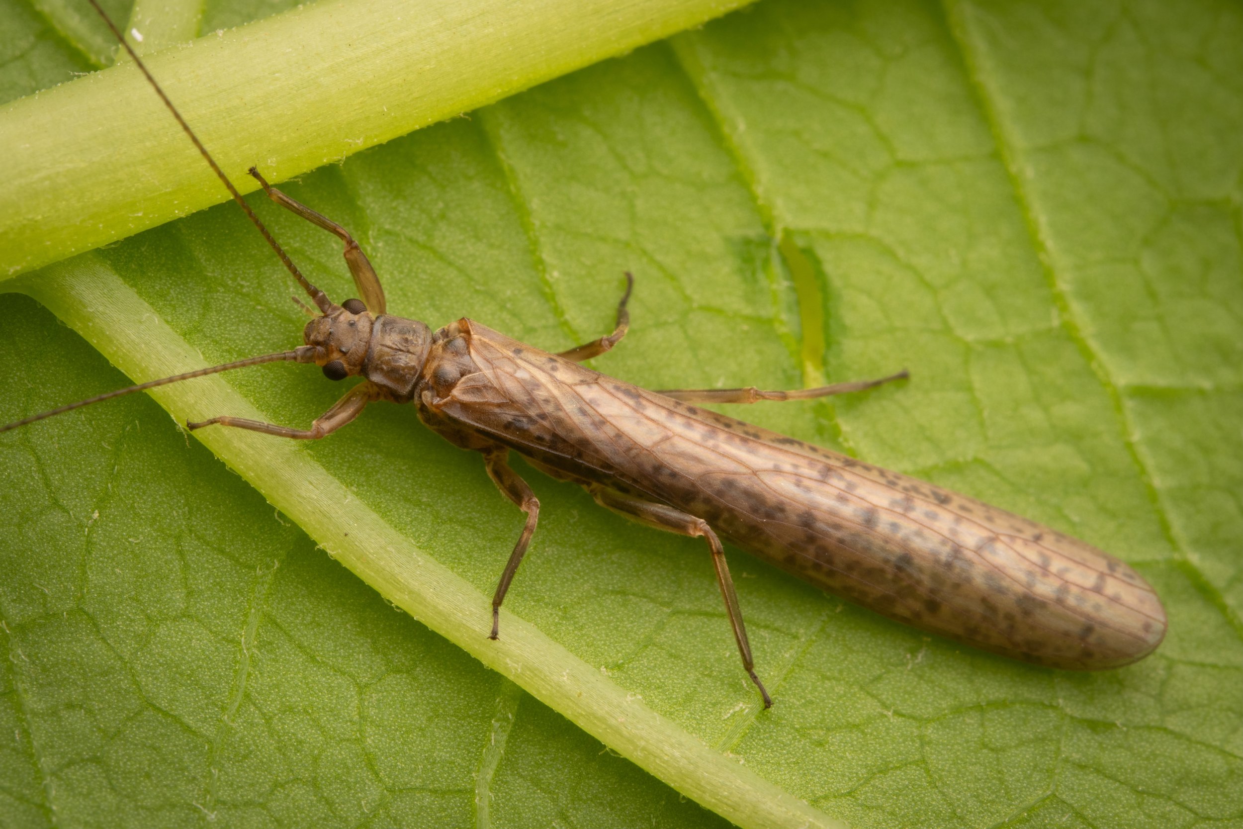 Plecoptera - 28.jpeg